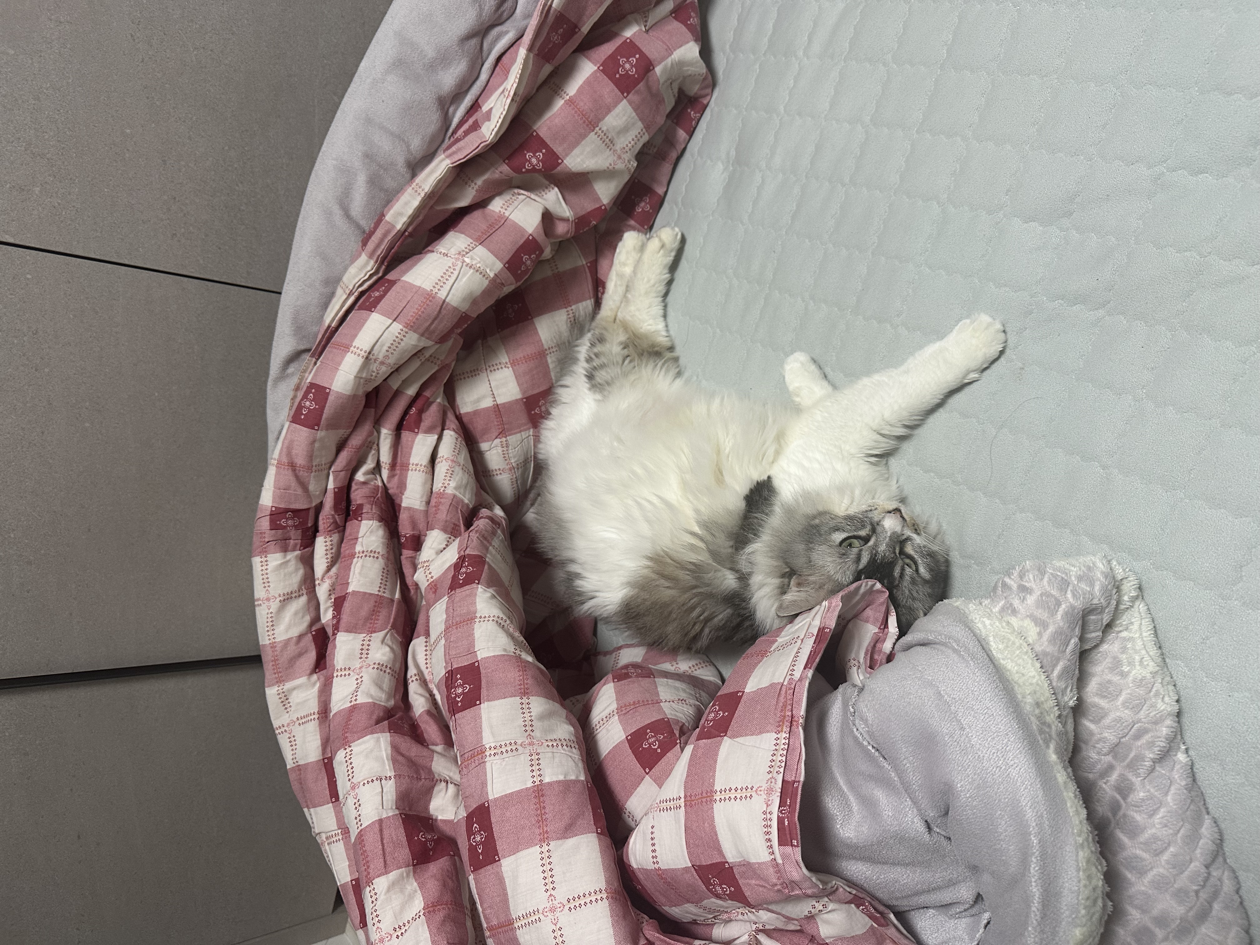 율무(수미) 입양 후 1년 