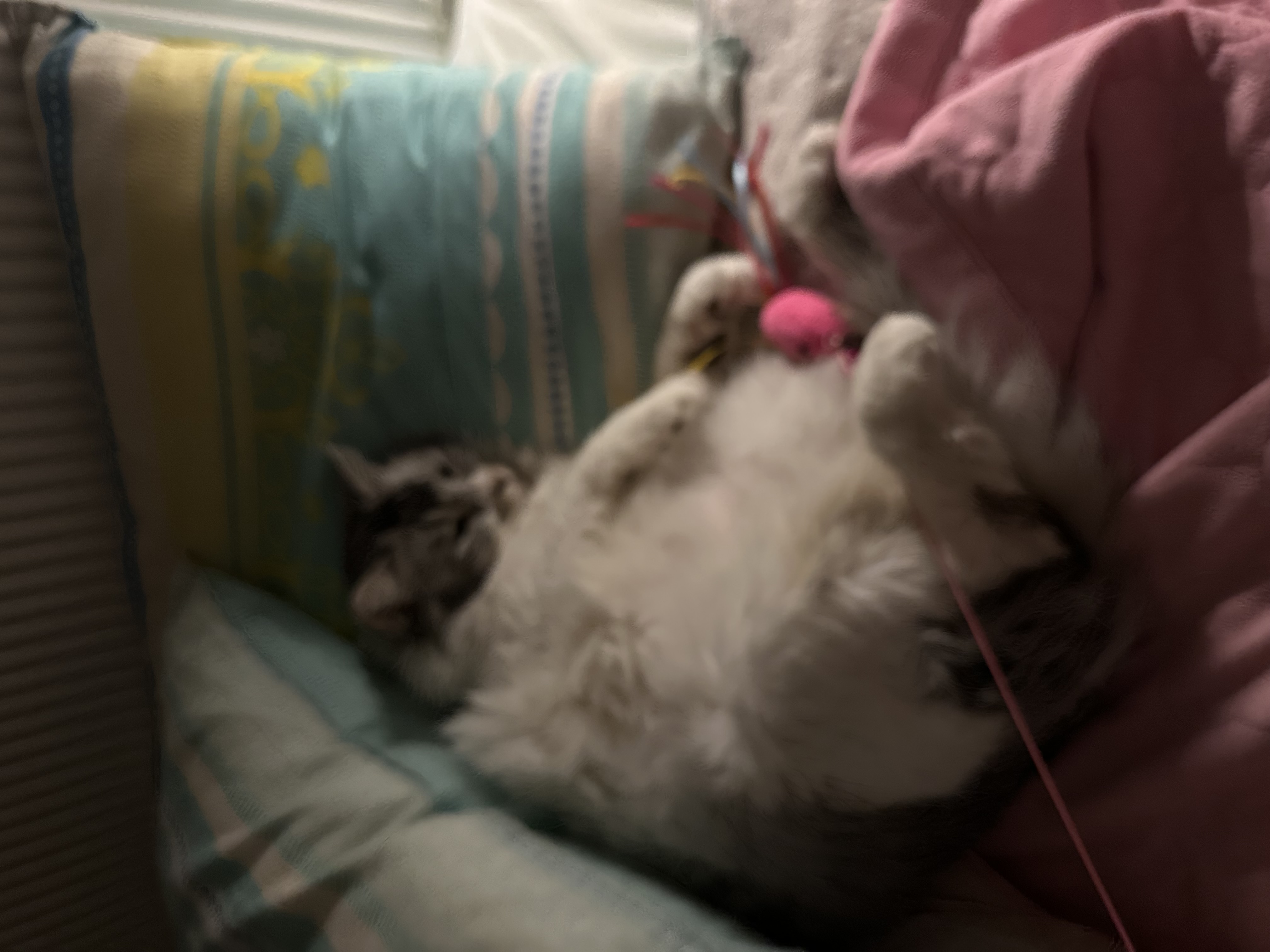 율무(수미) 입양 후 1년 