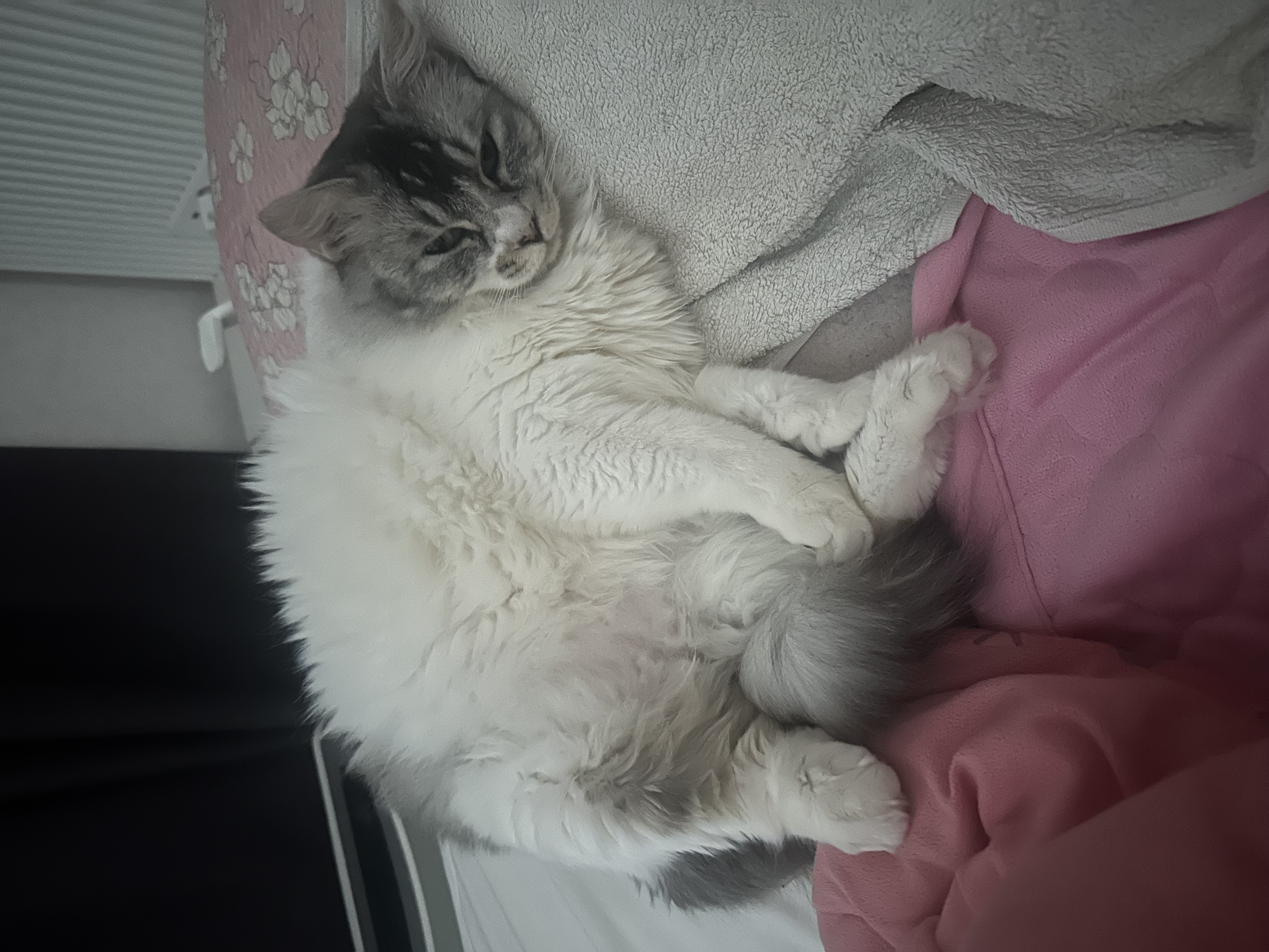 율무(수미) 입양 후 1년 