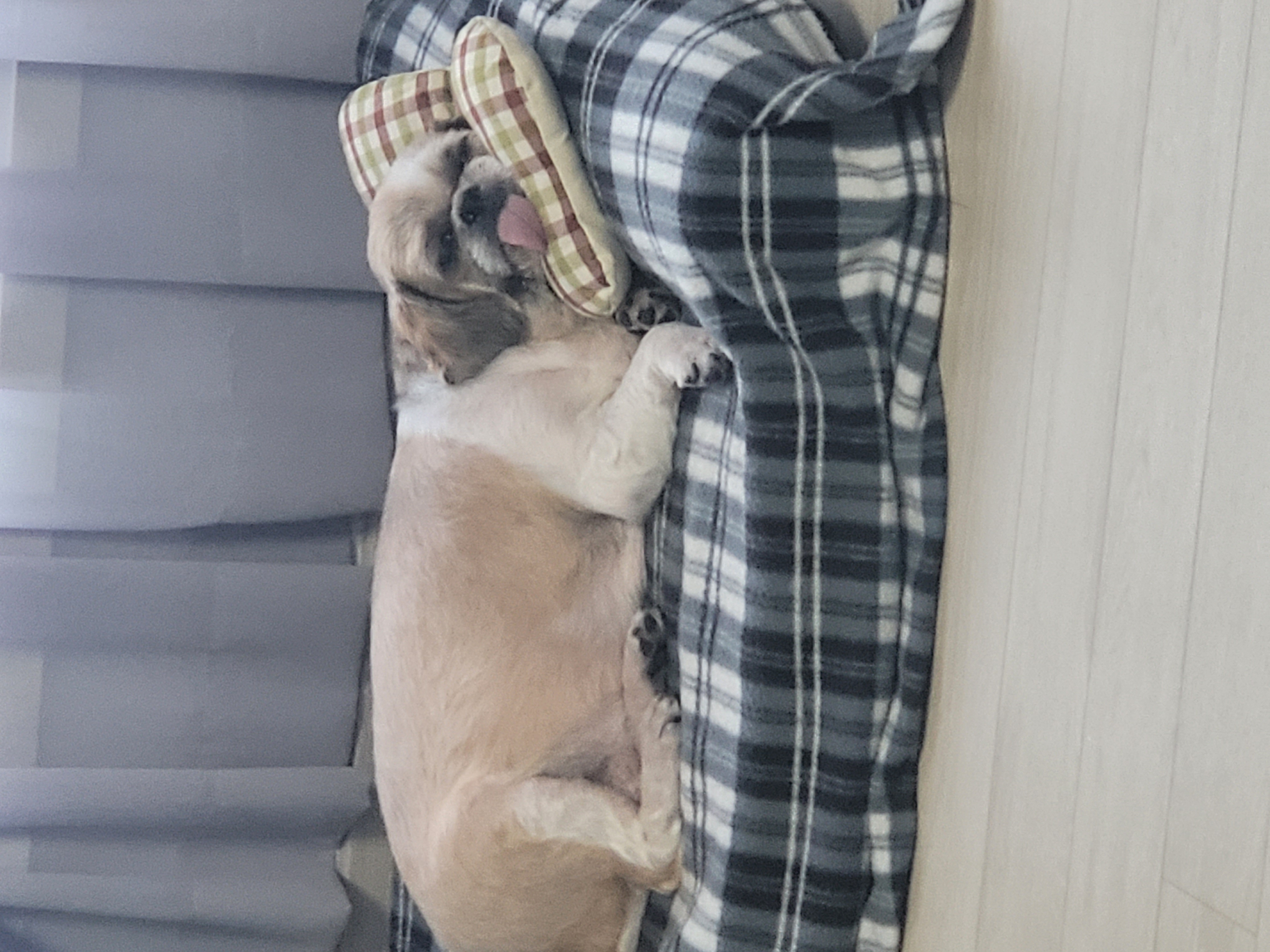 곤지암 시츄 원이 4번째 이야기