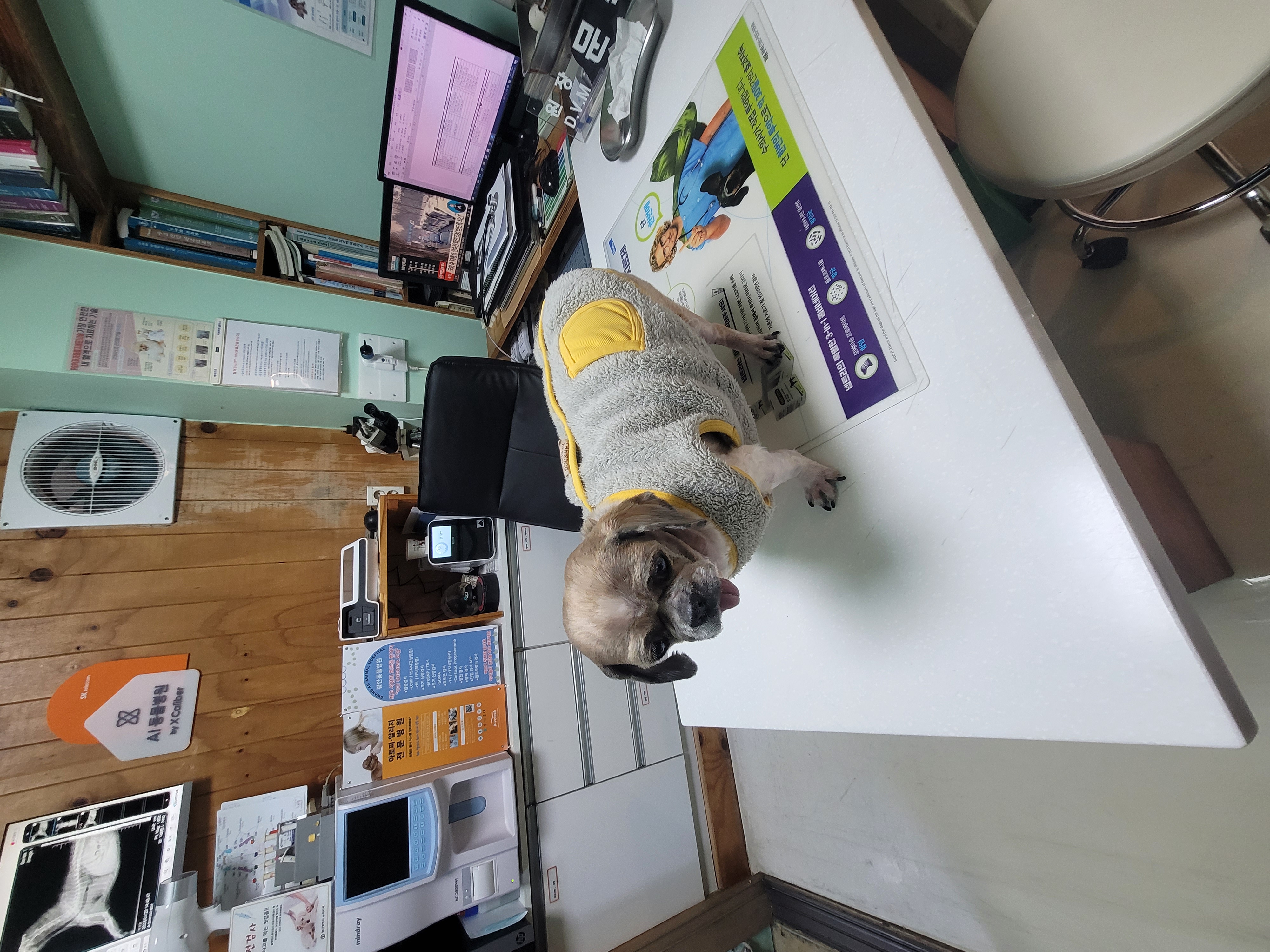 곤지암 시츄 원이 4번째 이야기