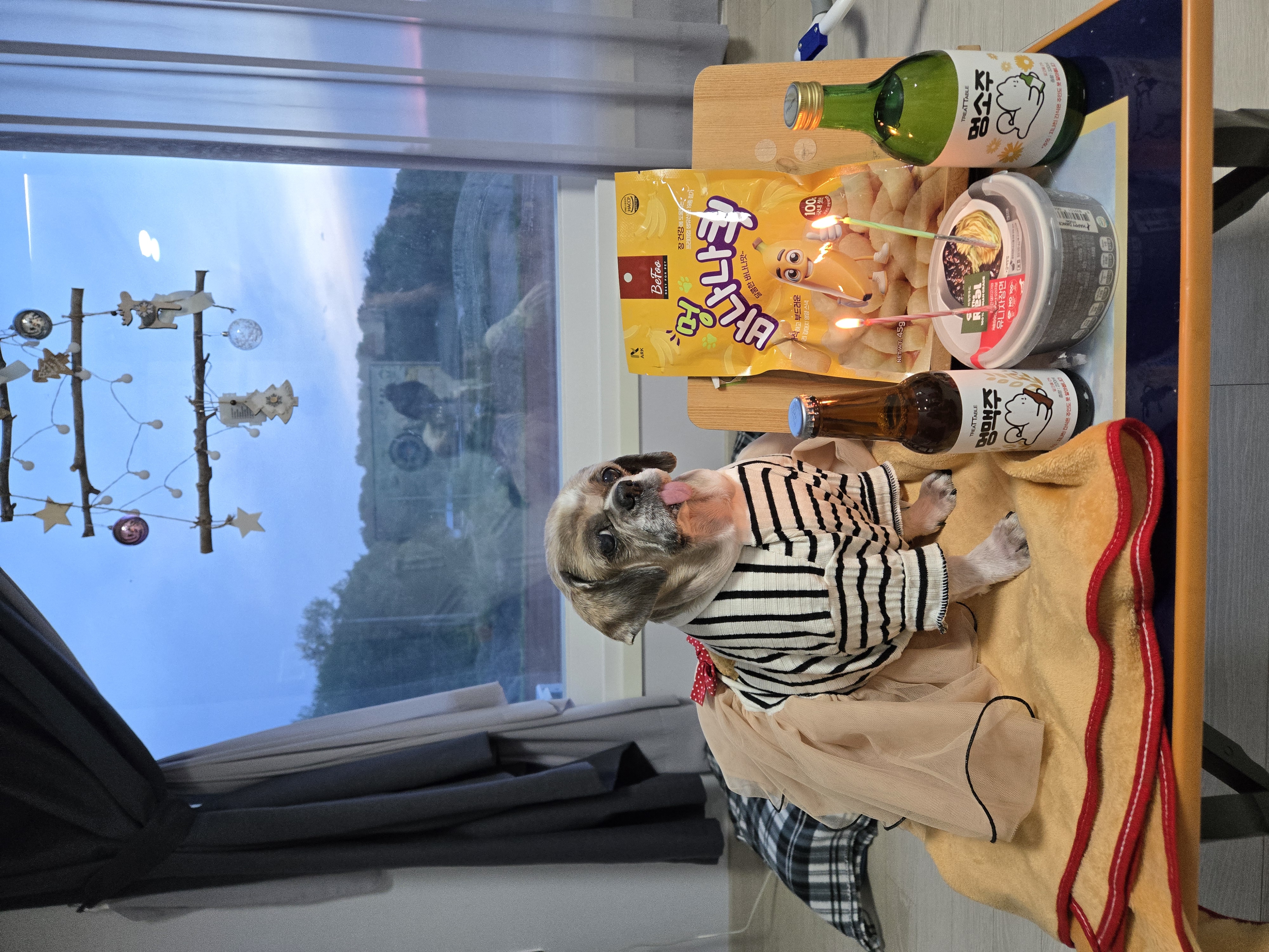 곤지암 시츄 원이 4번째 이야기