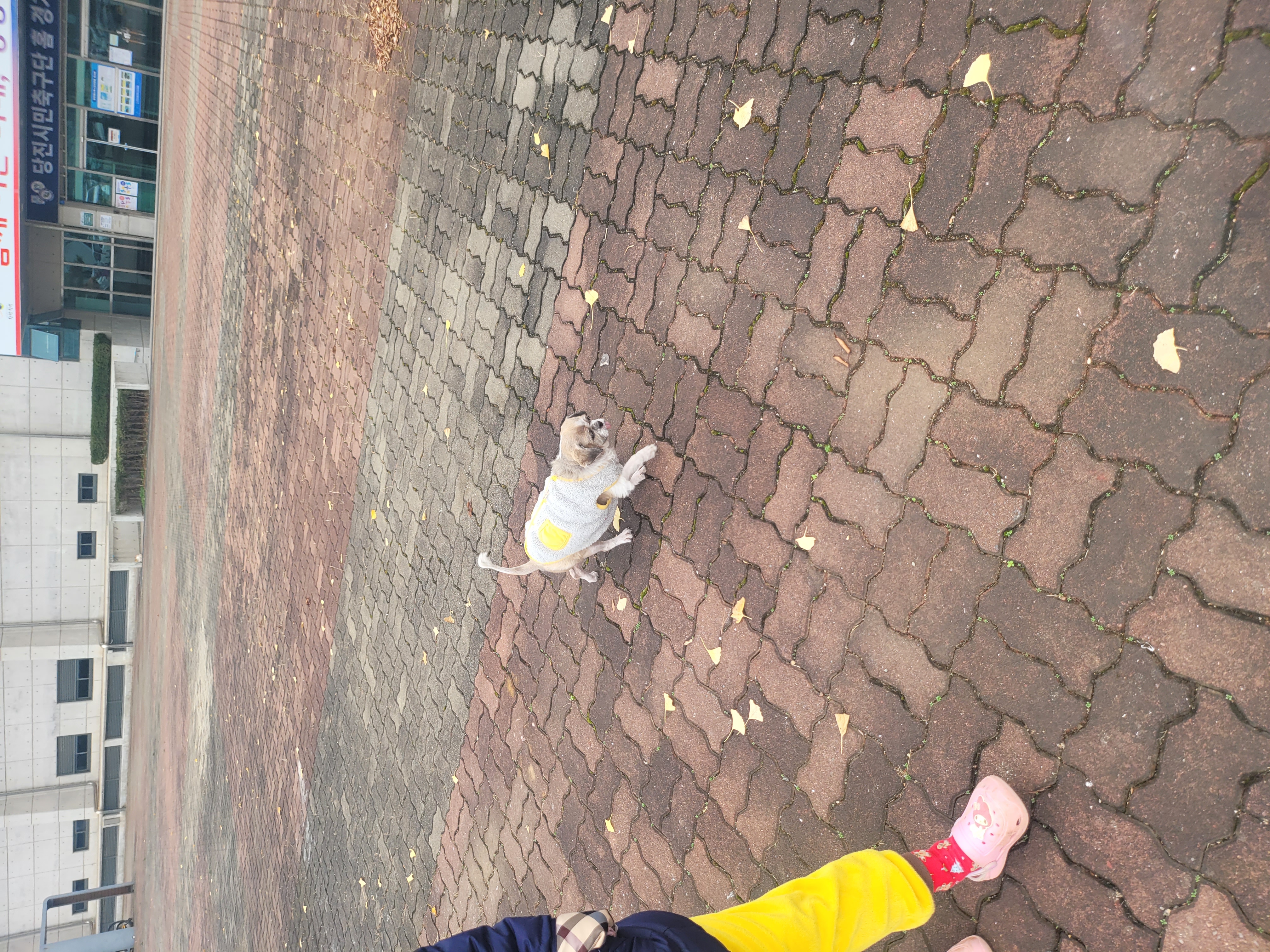 곤지암 시츄 원이 4번째 이야기