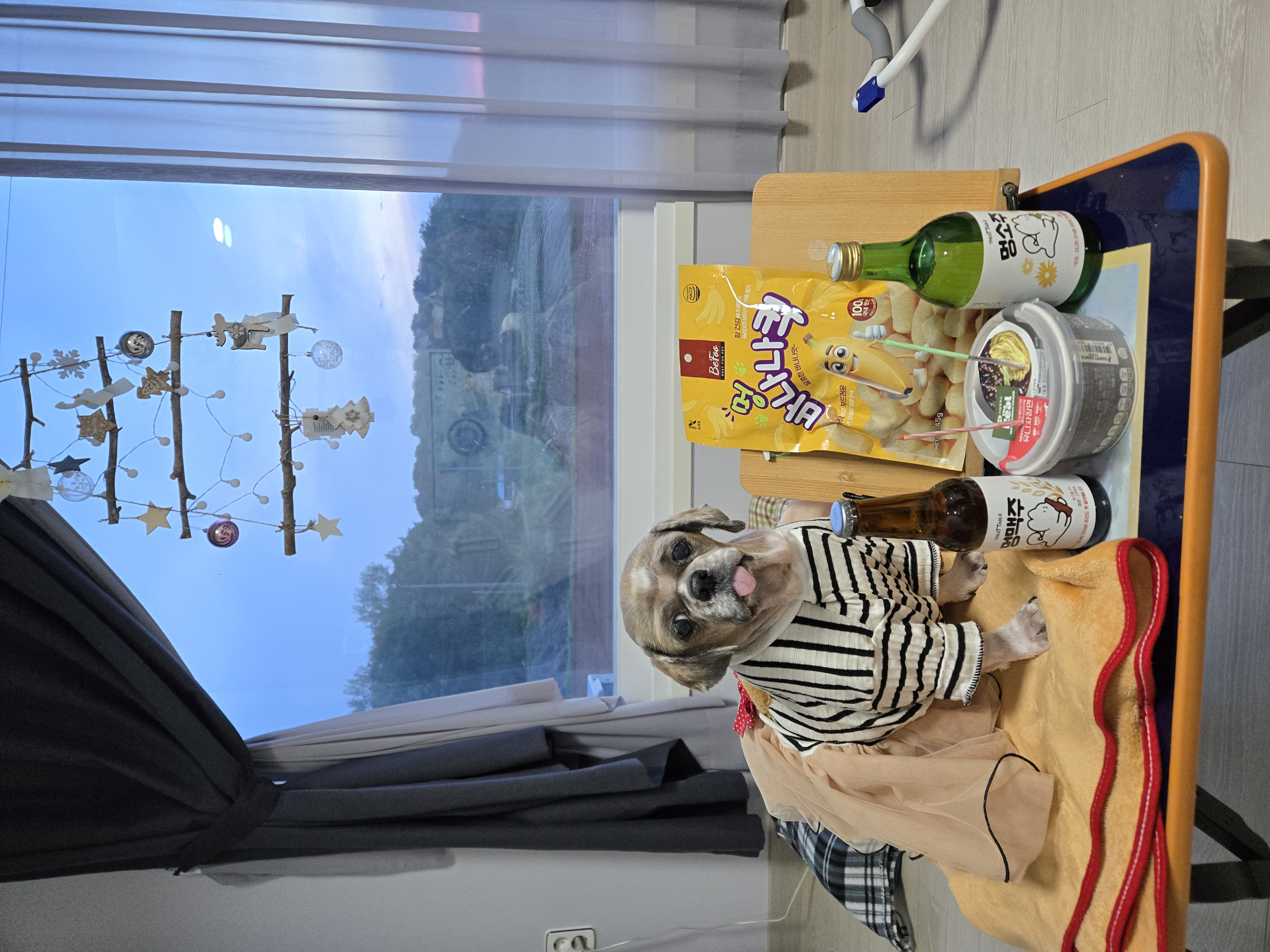 곤지암 시츄 원이 4번째 이야기