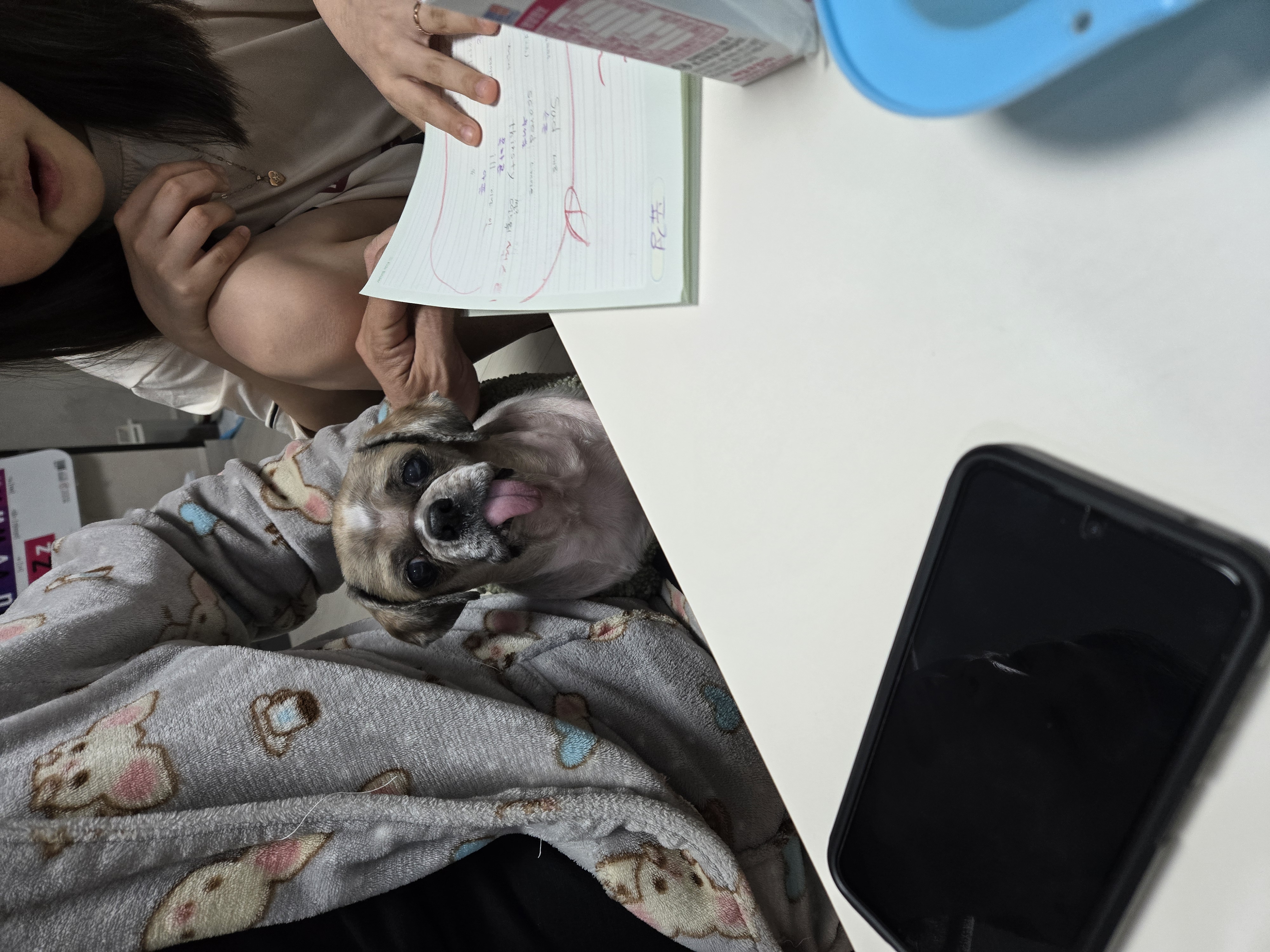 곤지암 시츄 원이 4번째 이야기