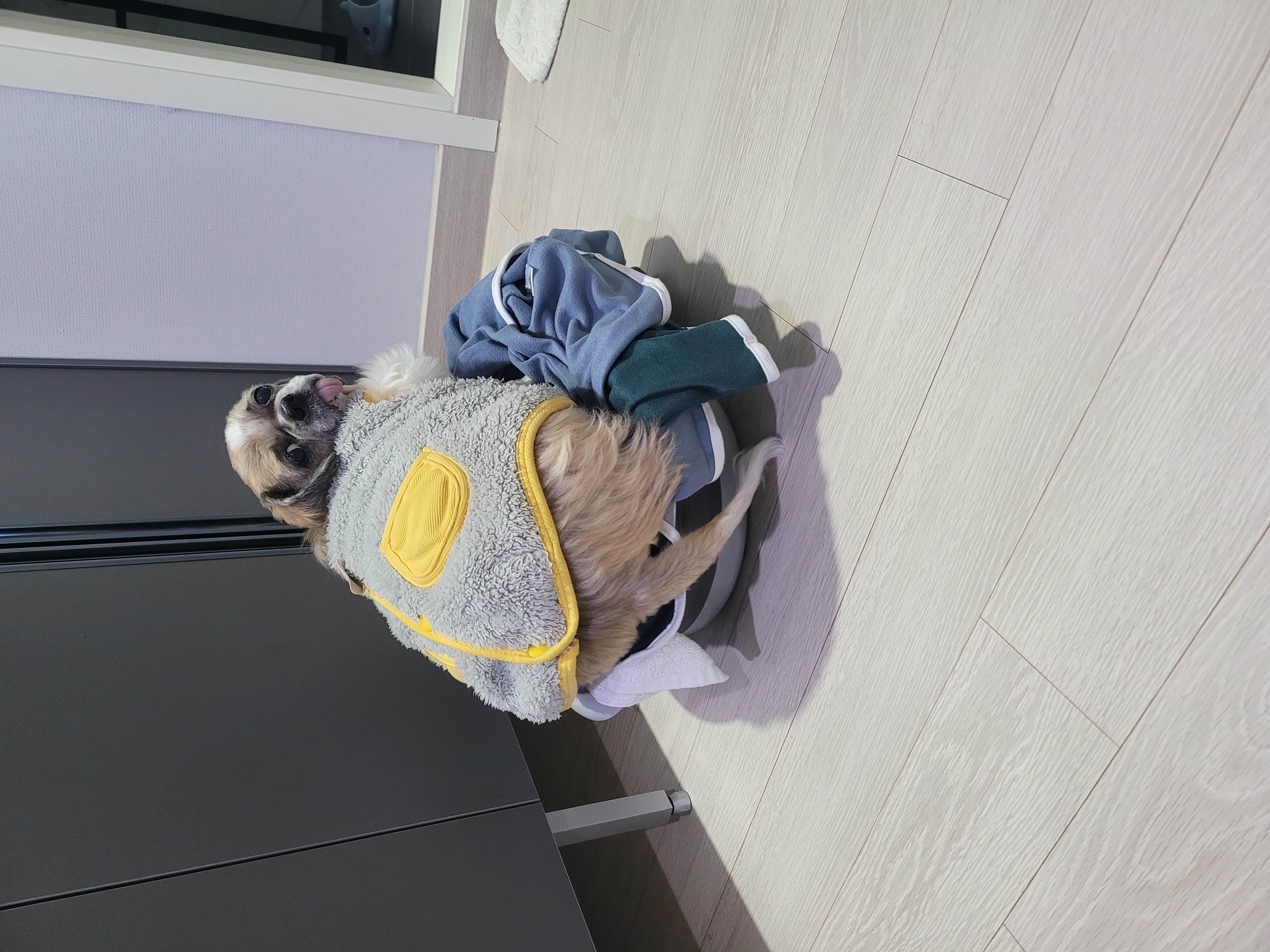 곤지암 시츄 원이 4번째 이야기