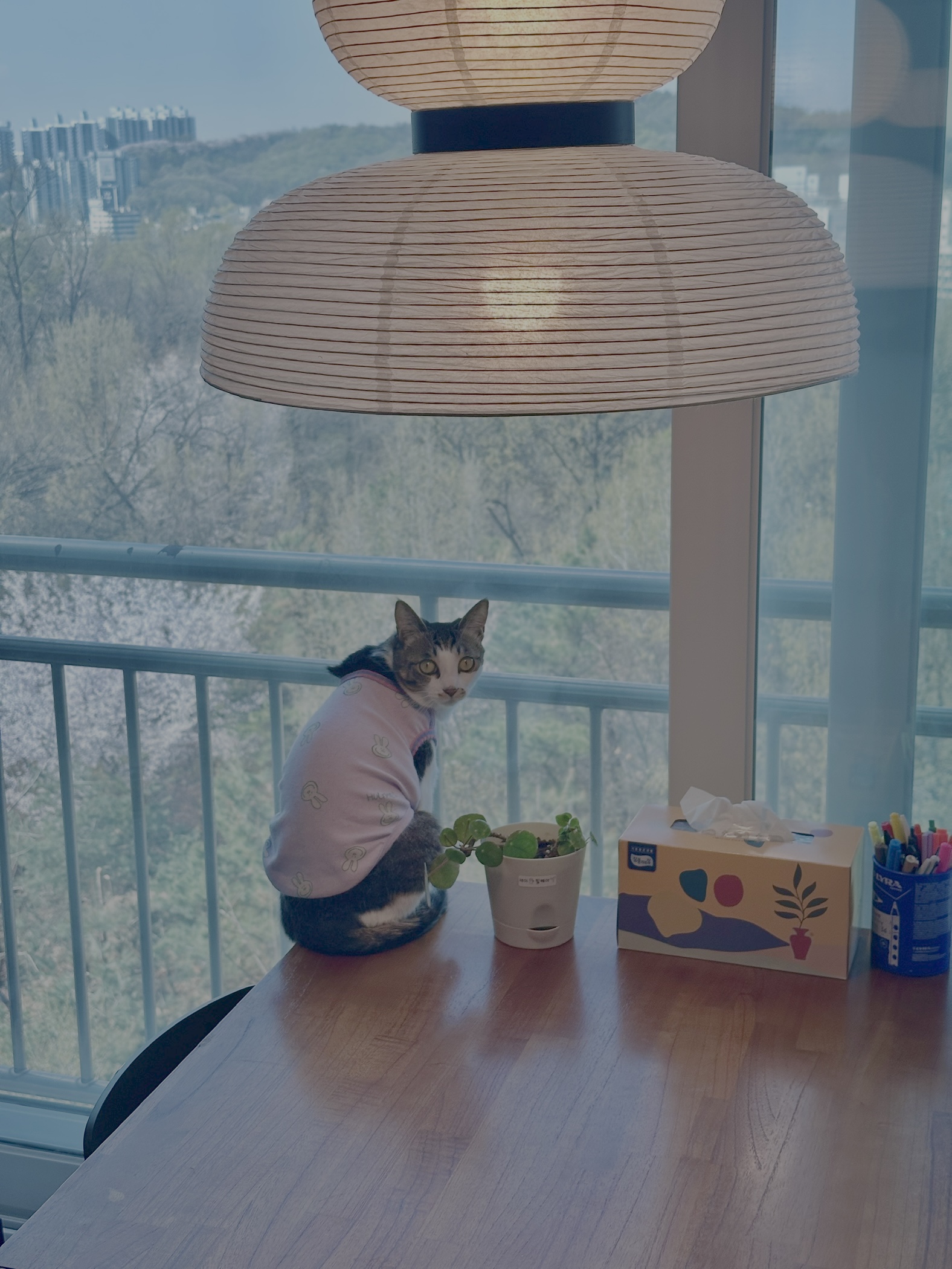 꼬무의 두 번째 생일