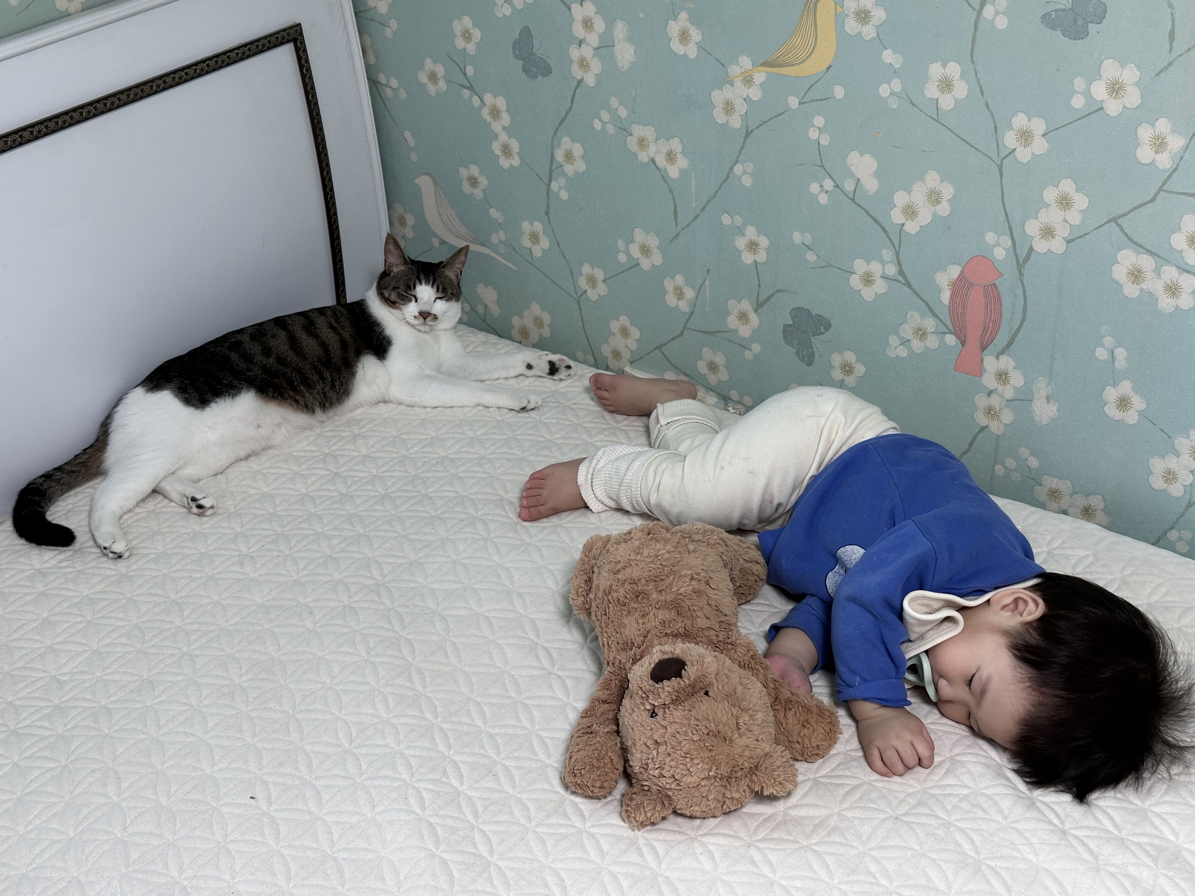 꼬무의 두 번째 생일