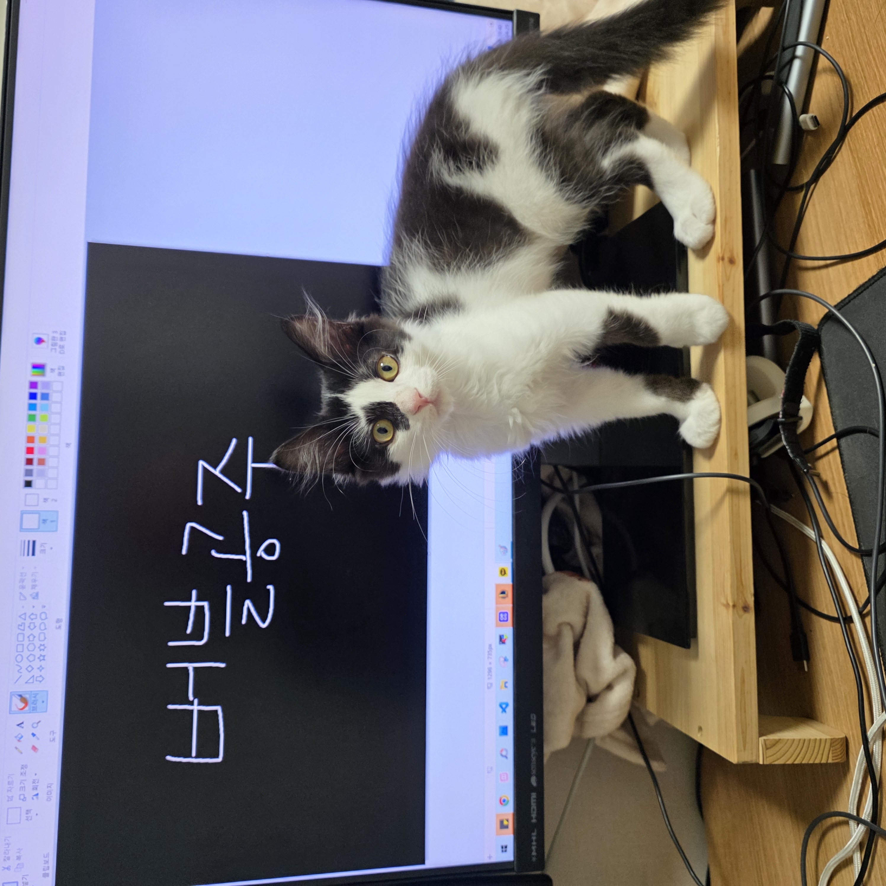버블이(점박이)와의 한 달 후기!