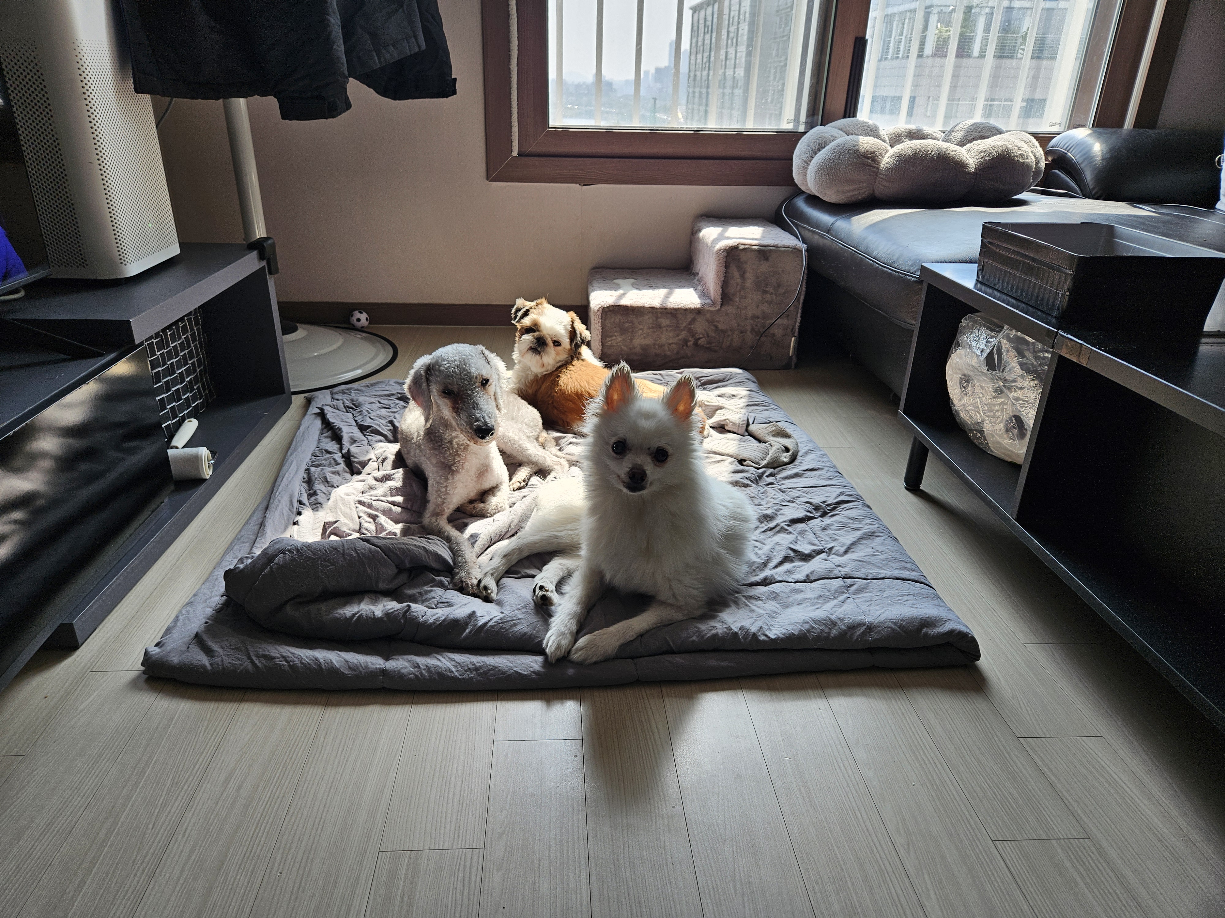 흰색 포옹이 회색 망고 시츄 토토 3가족