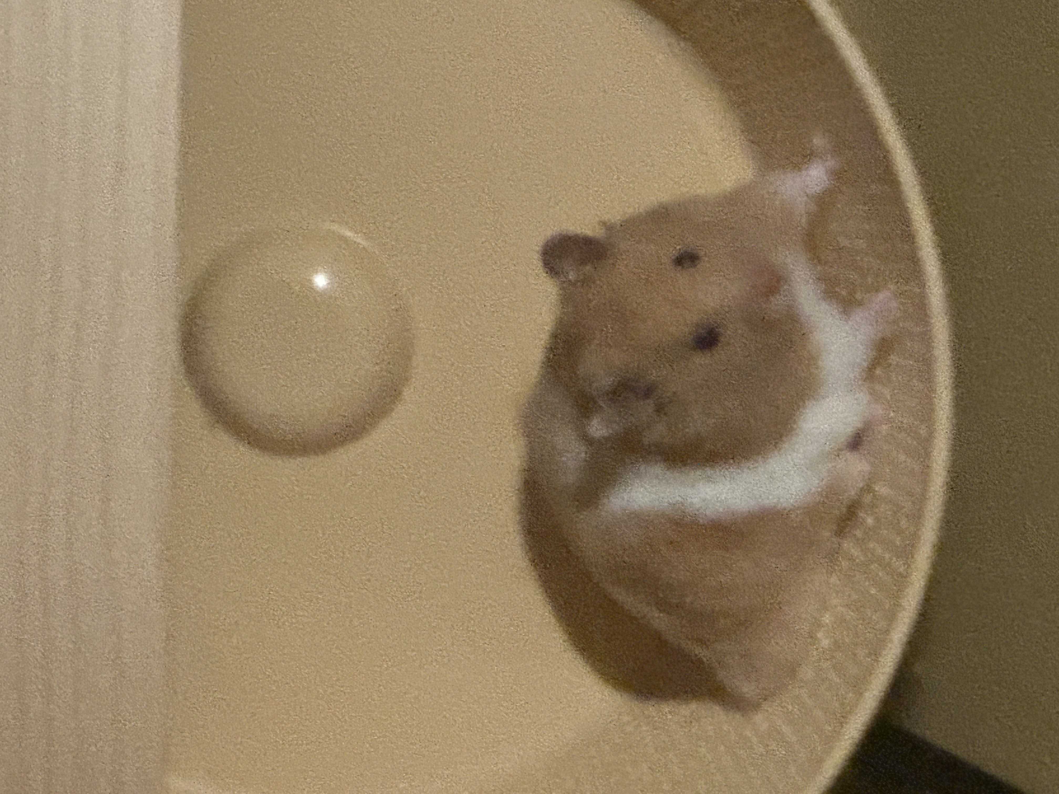 온스터 입양 3개월차!!