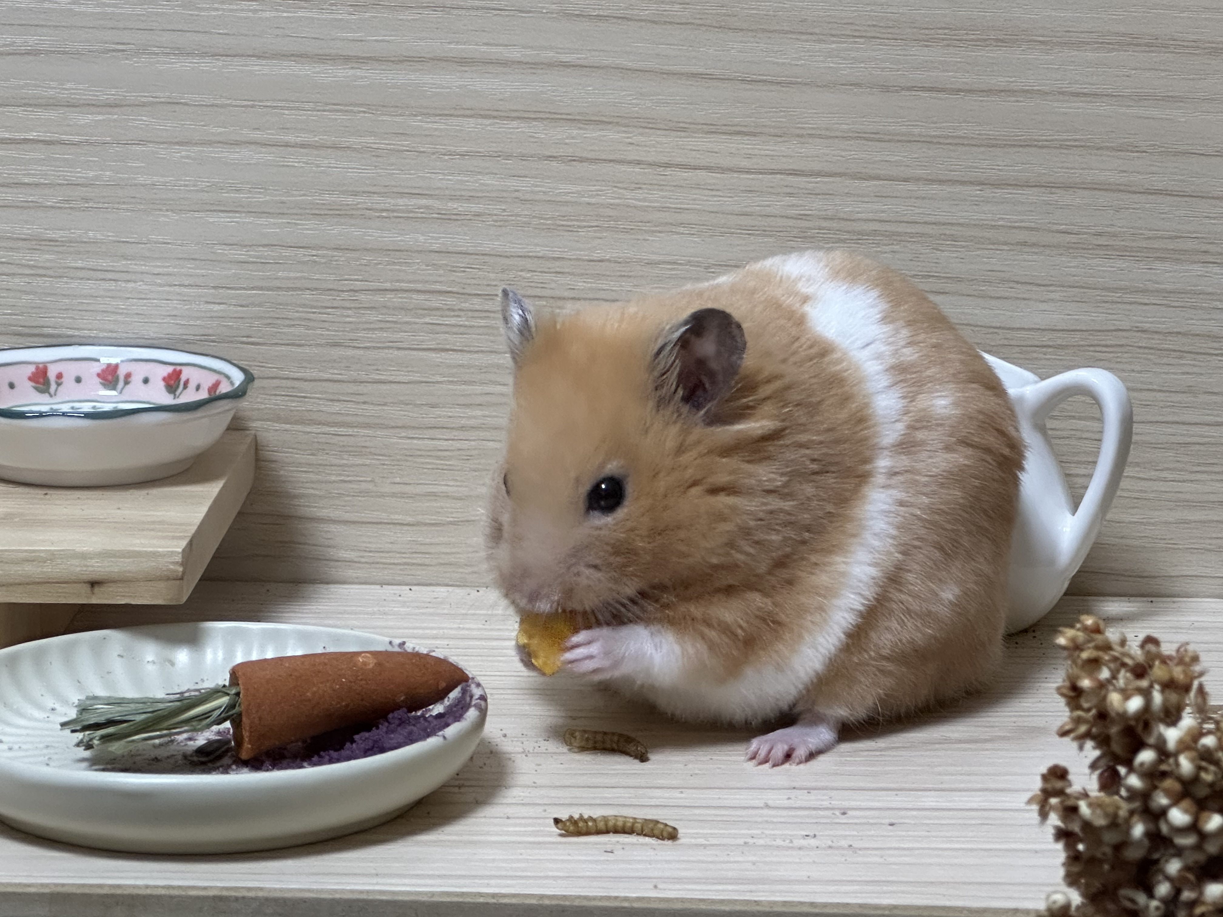 온스터 입양 3개월차!!