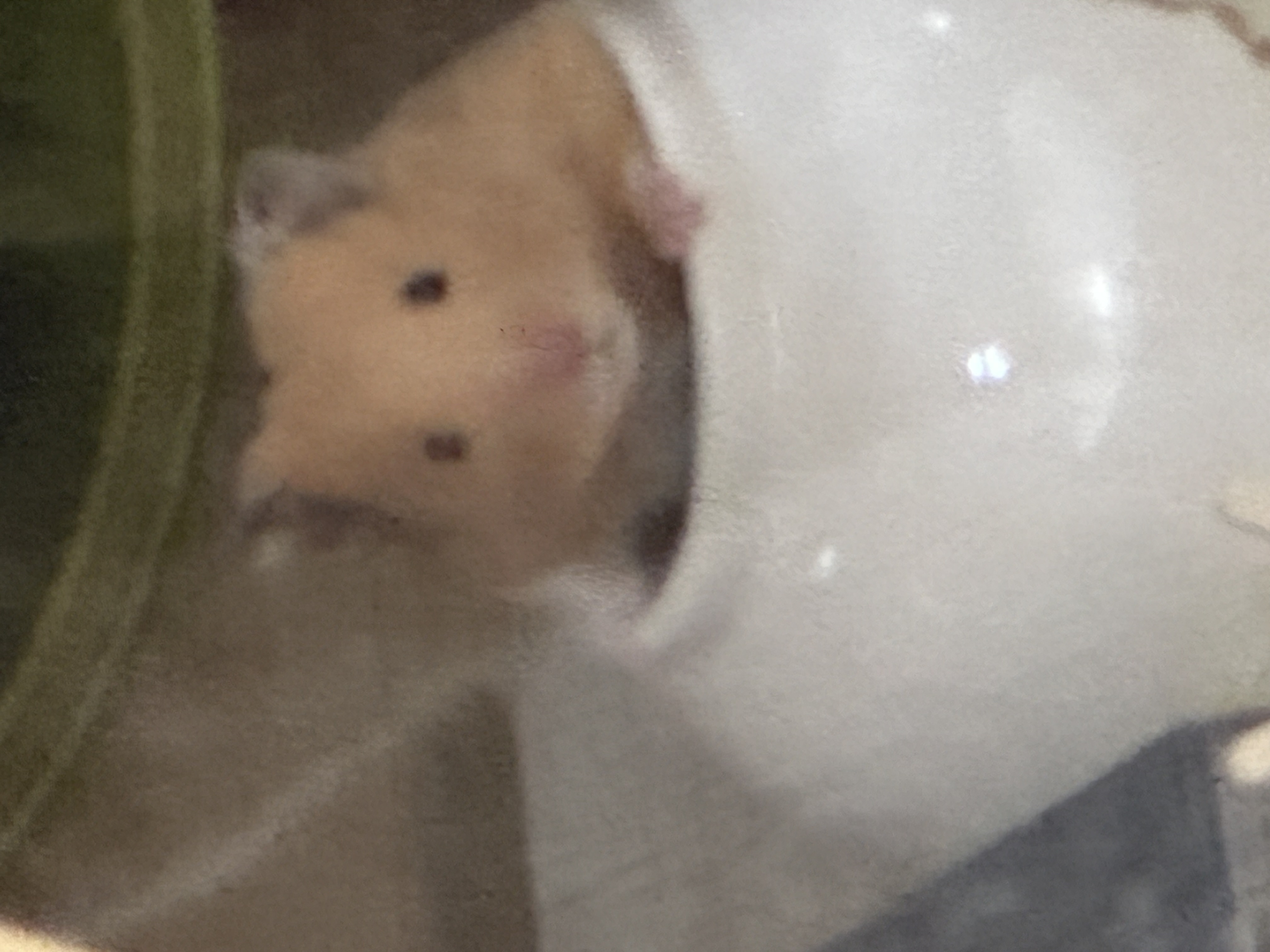 온스터 입양 3개월차!!