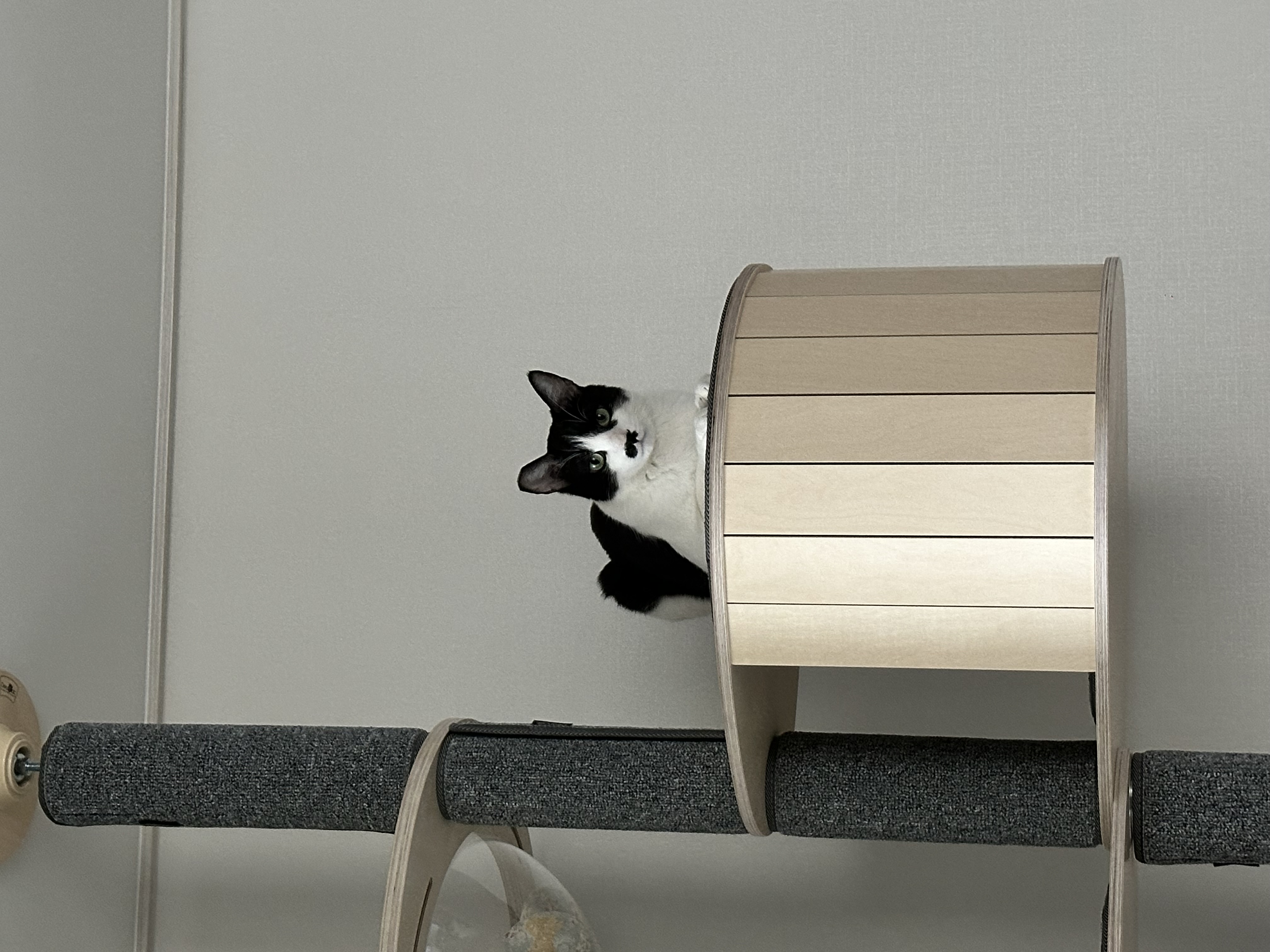 [민트] 입양 1개월차..제가 강아지를 입양했군요