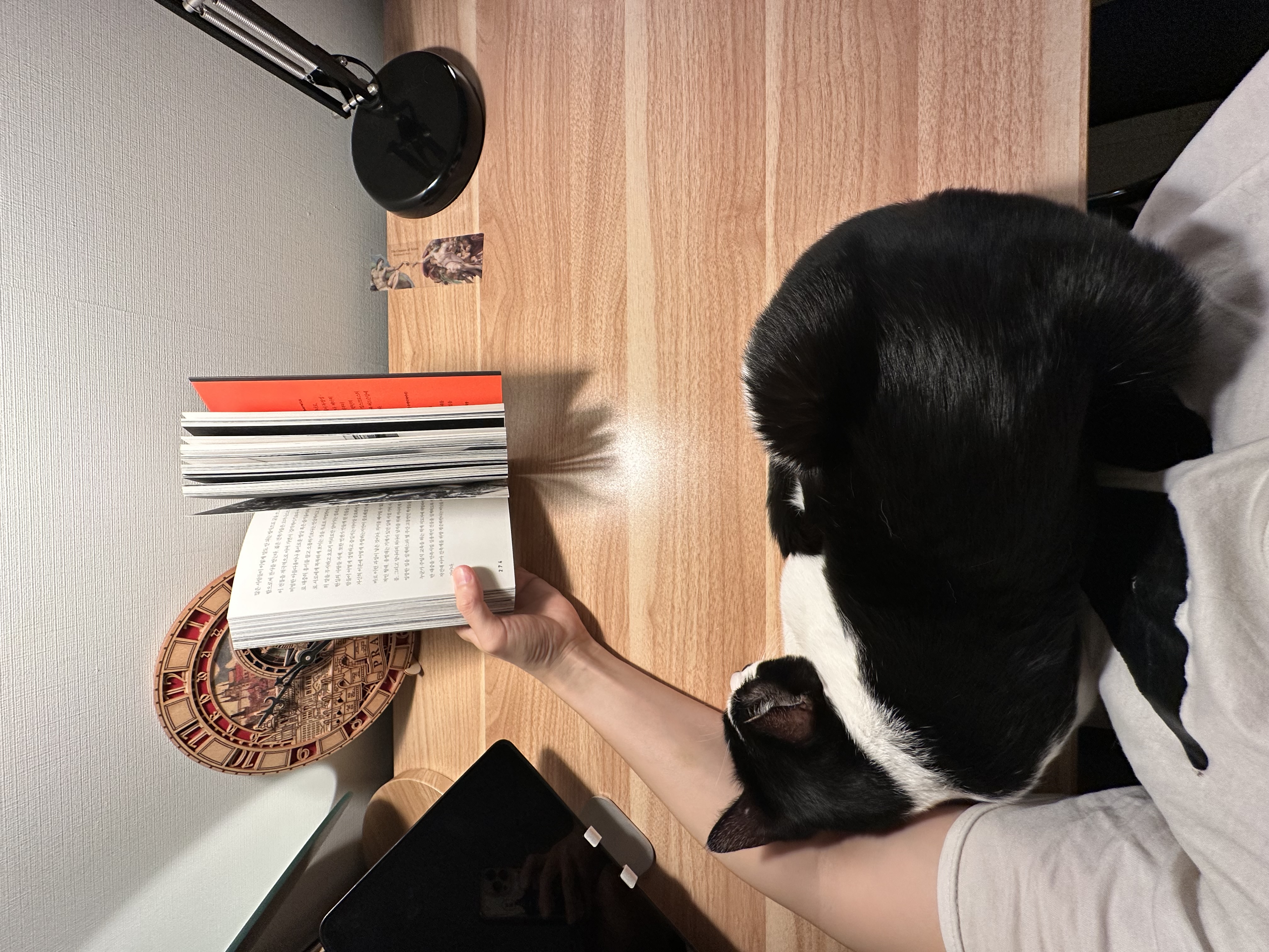 [민트] 입양 1개월차..제가 강아지를 입양했군요