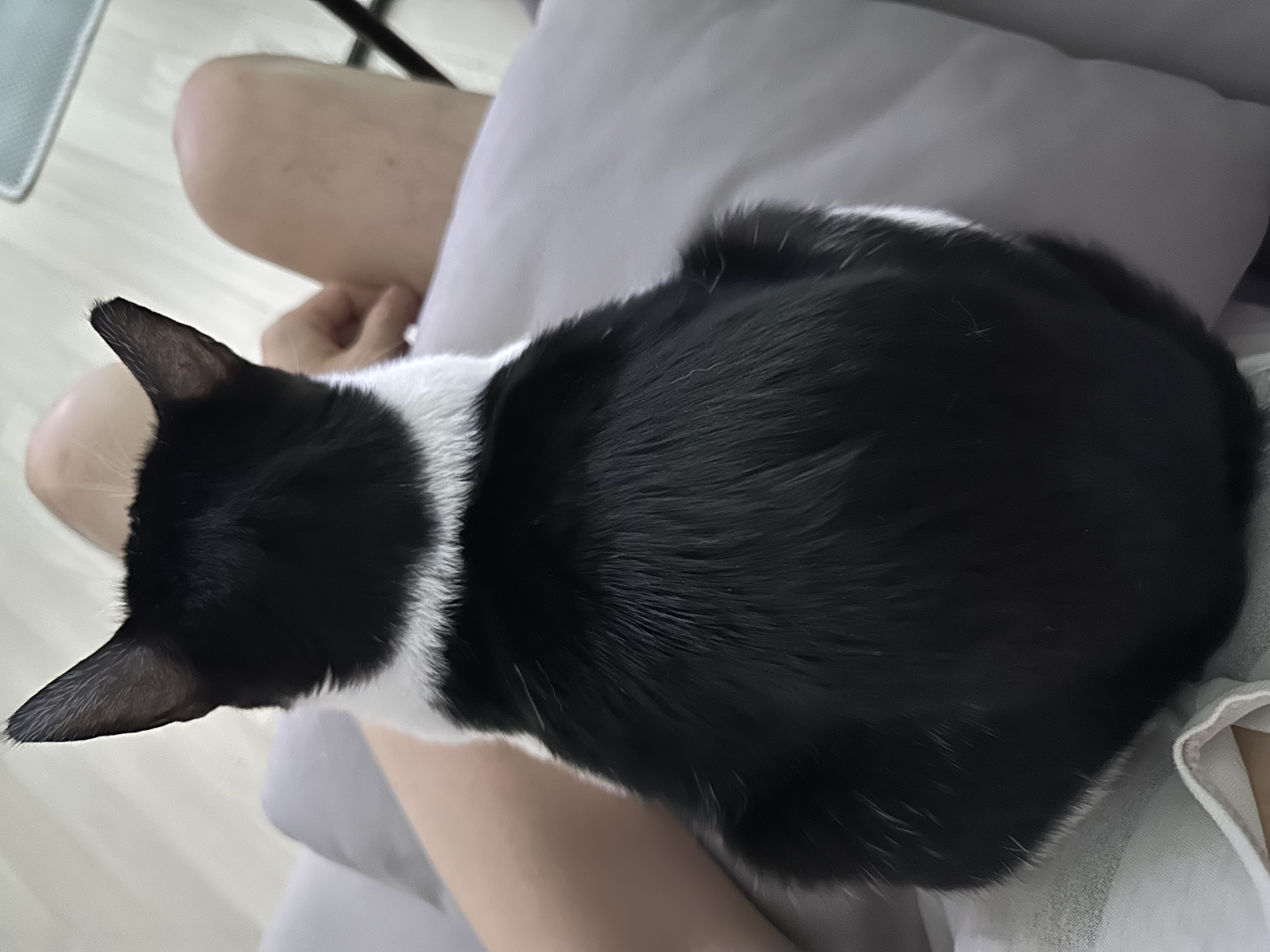 [민트] 입양 1개월차..제가 강아지를 입양했군요