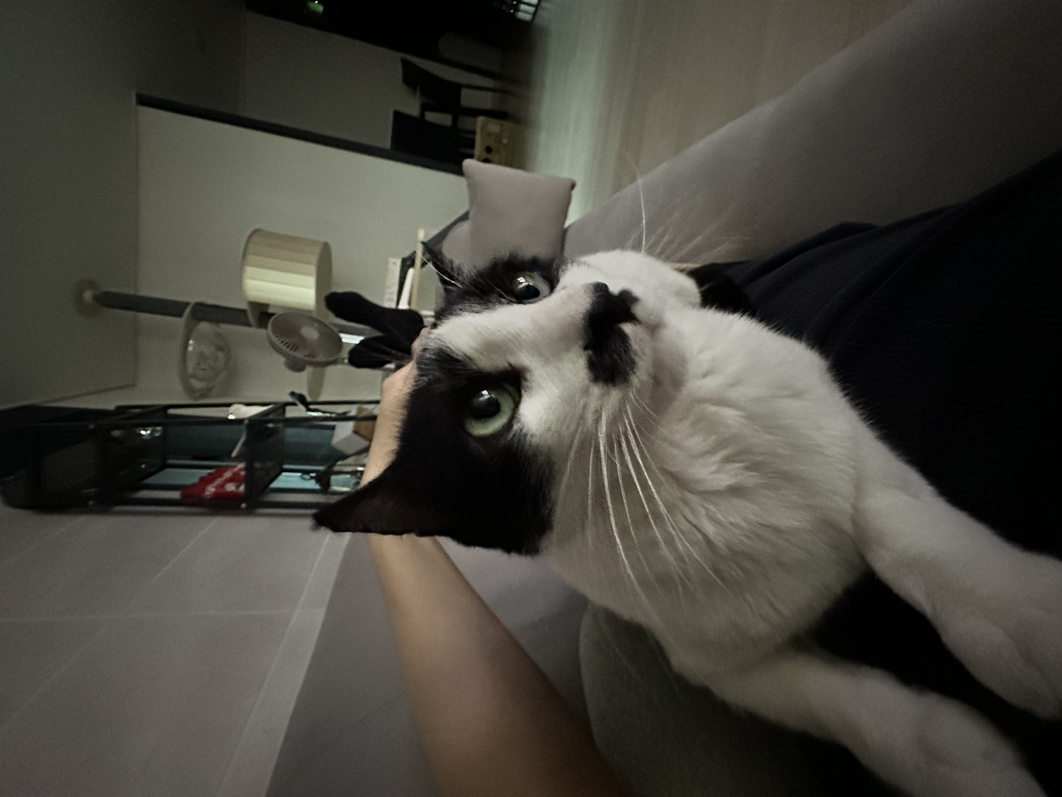 [민트] 입양 1개월차..제가 강아지를 입양했군요