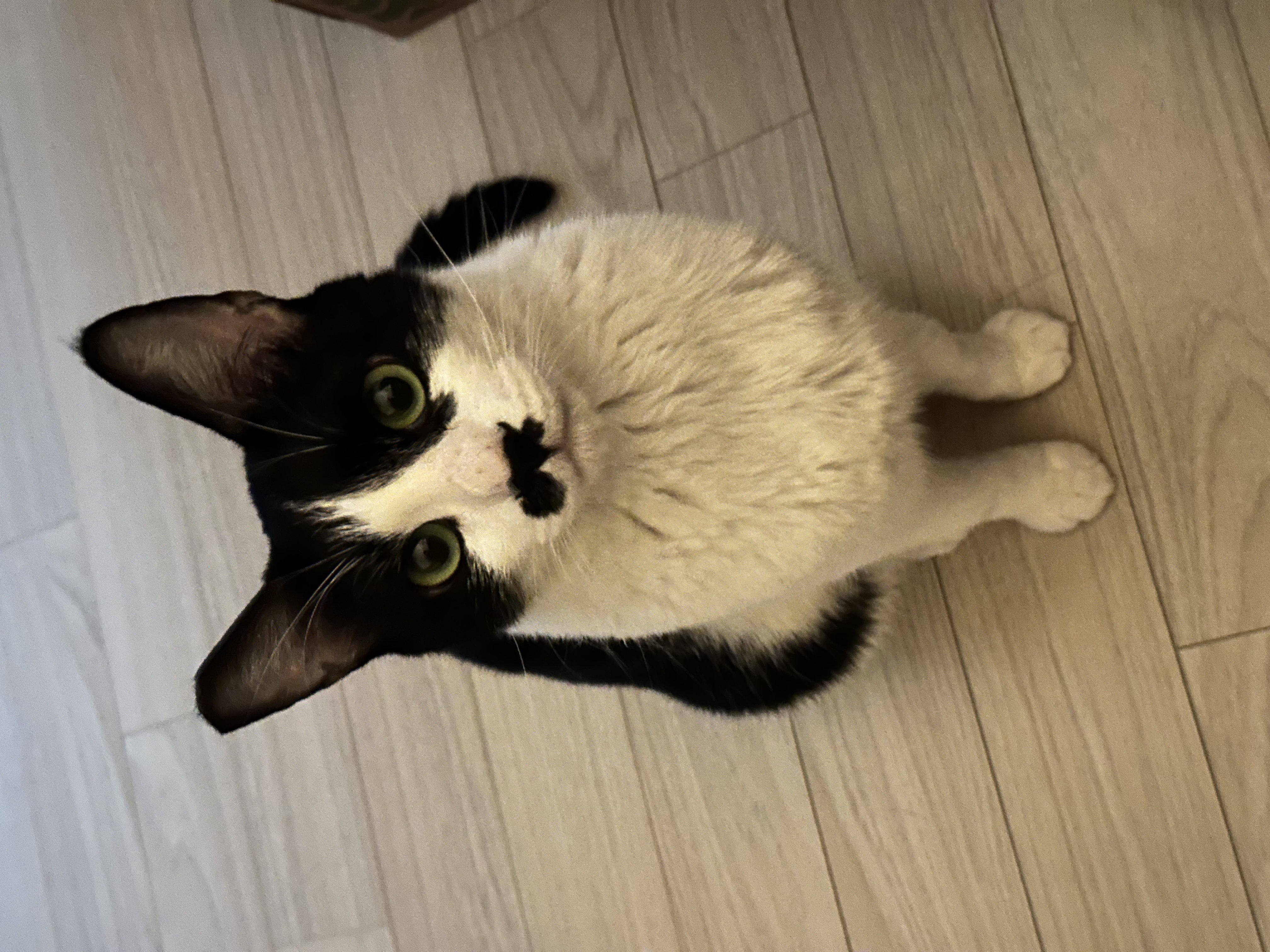 [민트] 입양 1개월차..제가 강아지를 입양했군요