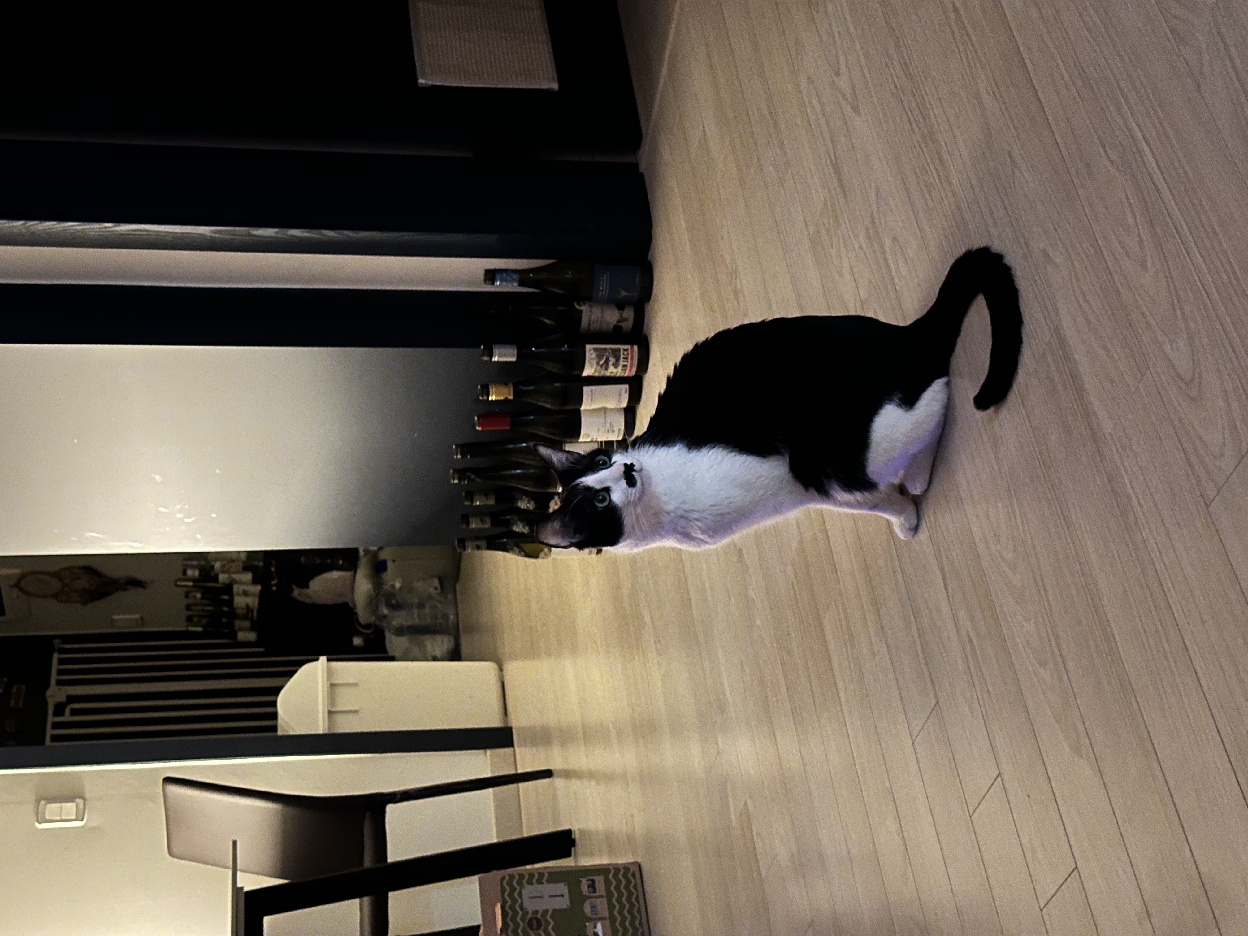 [민트] 입양 1개월차..제가 강아지를 입양했군요