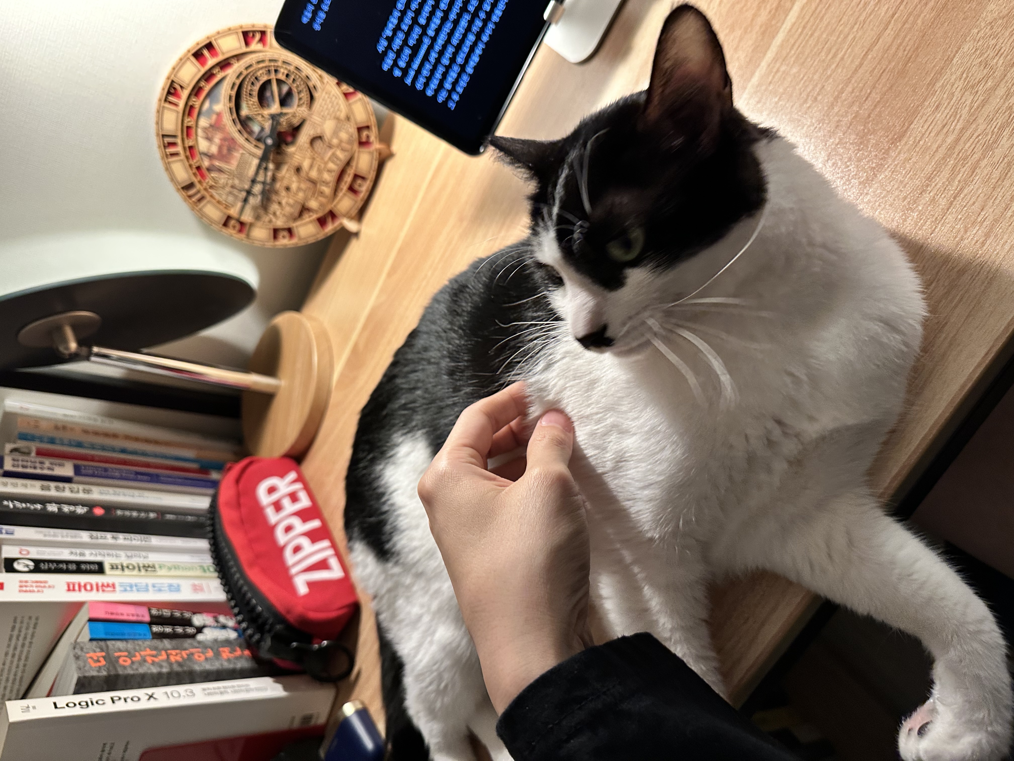 [민트] 입양 1개월차..제가 강아지를 입양했군요