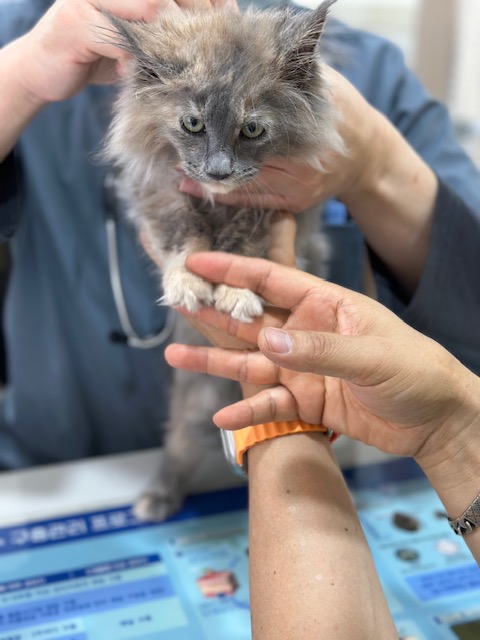 소야(소세지야채볶음)라고 작명하곤 작작 먹으라하면 곤란하다옹 (구)라비 