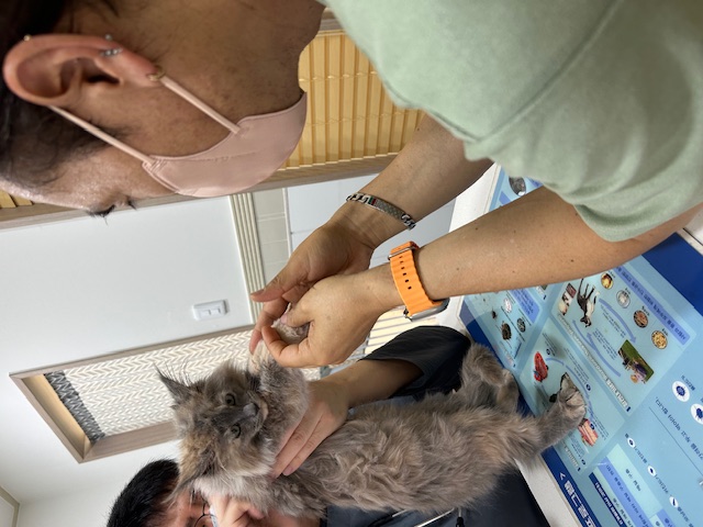 소야(소세지야채볶음)라고 작명하곤 작작 먹으라하면 곤란하다옹 (구)라비 