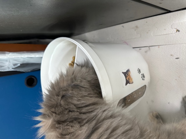 소야(소세지야채볶음)라고 작명하곤 작작 먹으라하면 곤란하다옹 (구)라비 