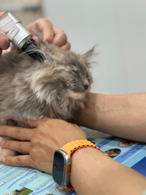 소야(소세지야채볶음)라고 작명하곤 작작 먹으라하면 곤란하다옹 (구)라비 