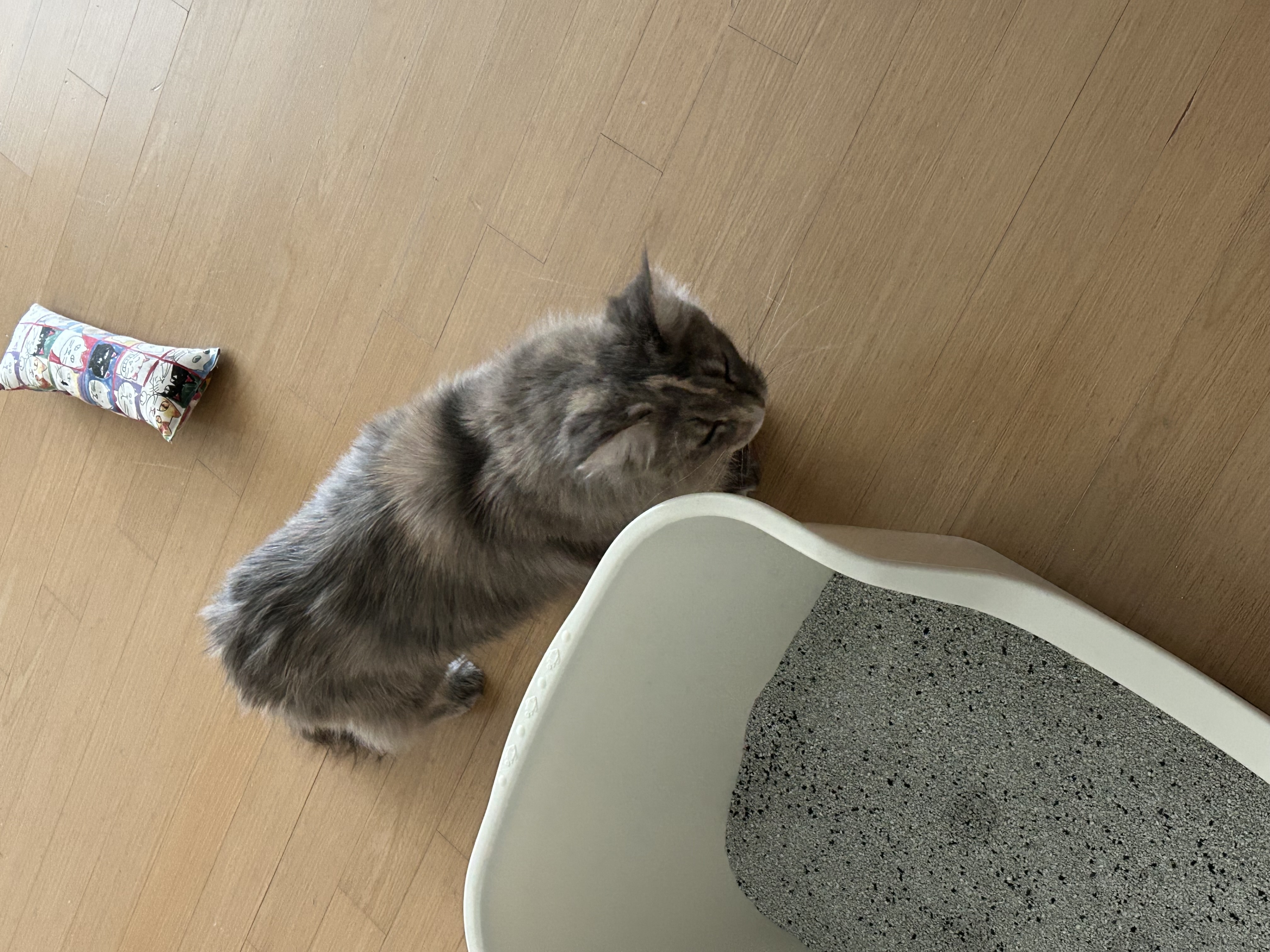 울산구조묘 구)라디 현)아란