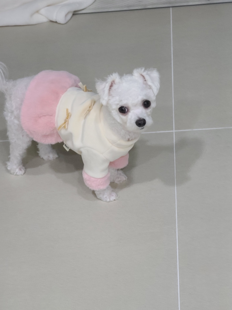 마음이 (네즈) 입양 2년 이야기 