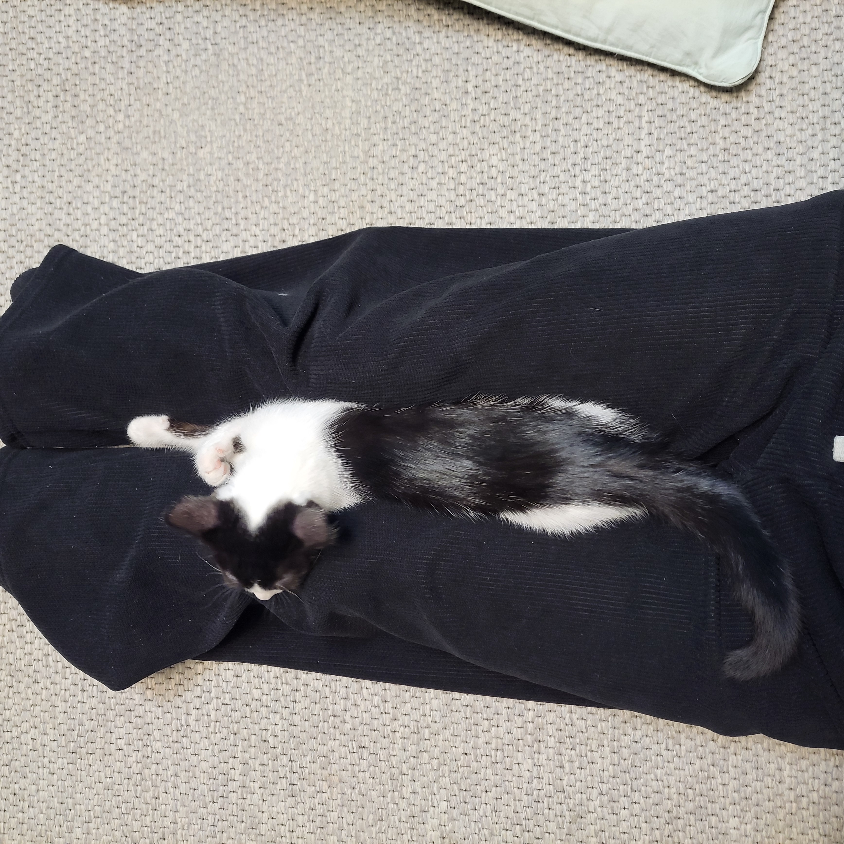 요~다~* 한 달 되었어요. (초록이)