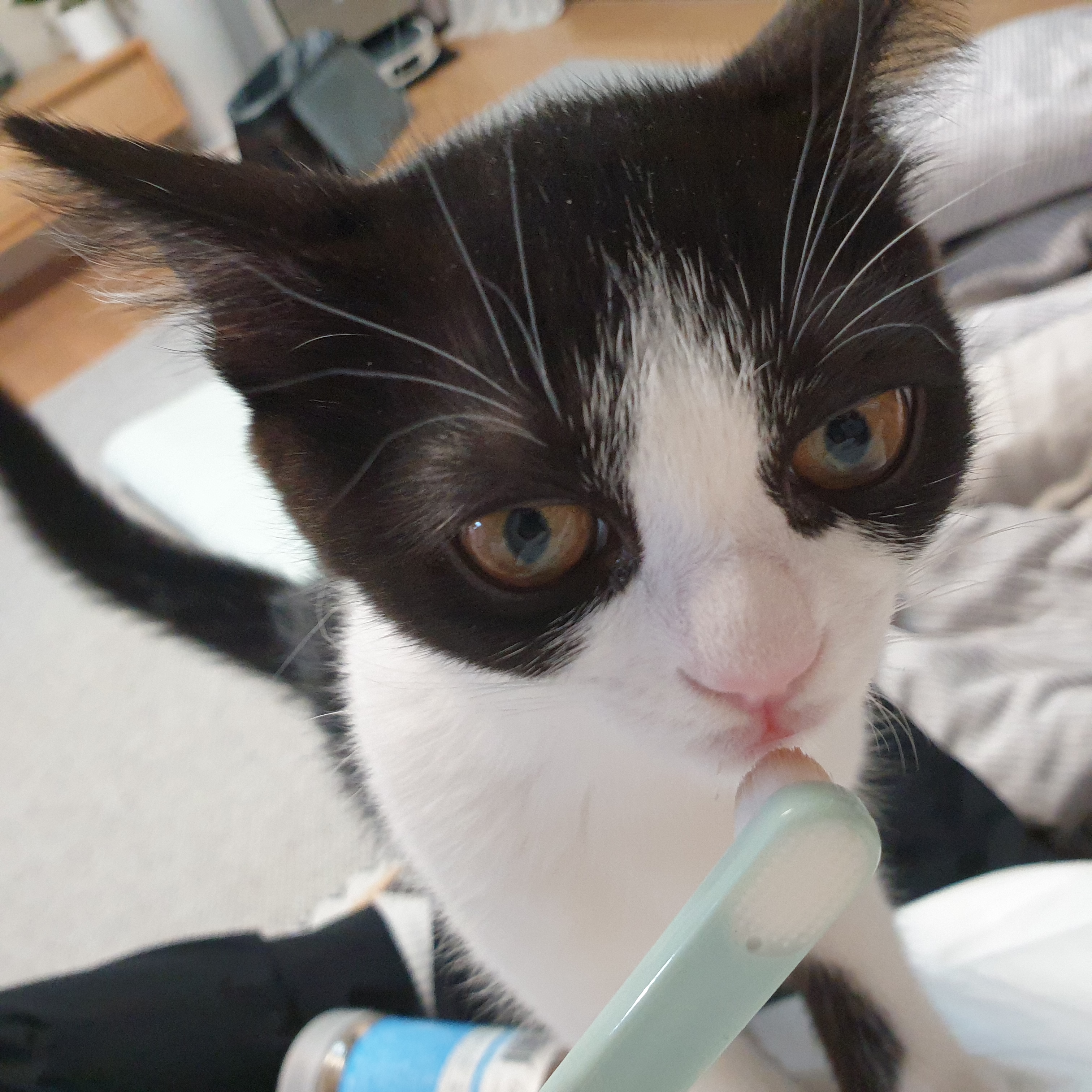 요~다~* 한 달 되었어요. (초록이)