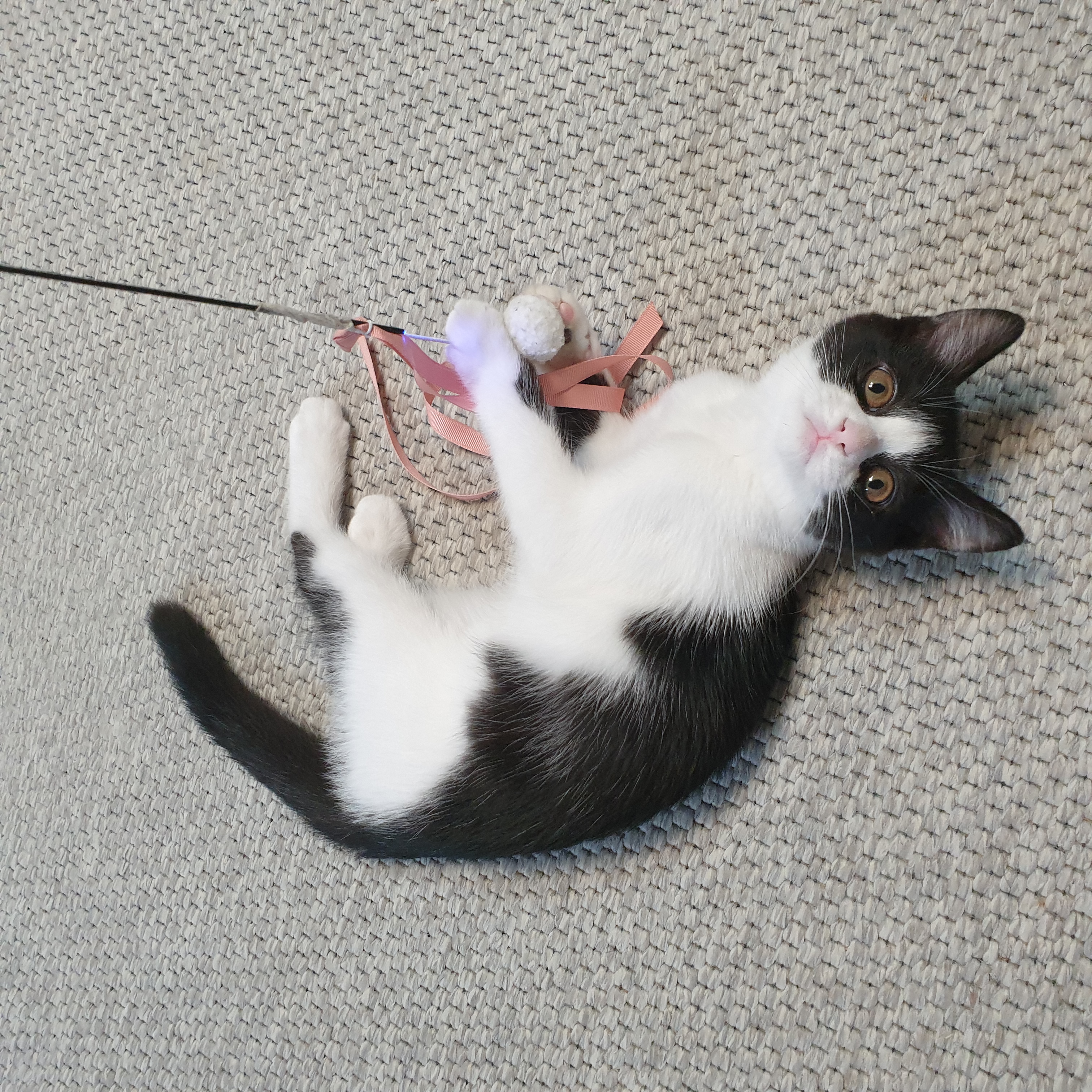 요~다~* 한 달 되었어요. (초록이)