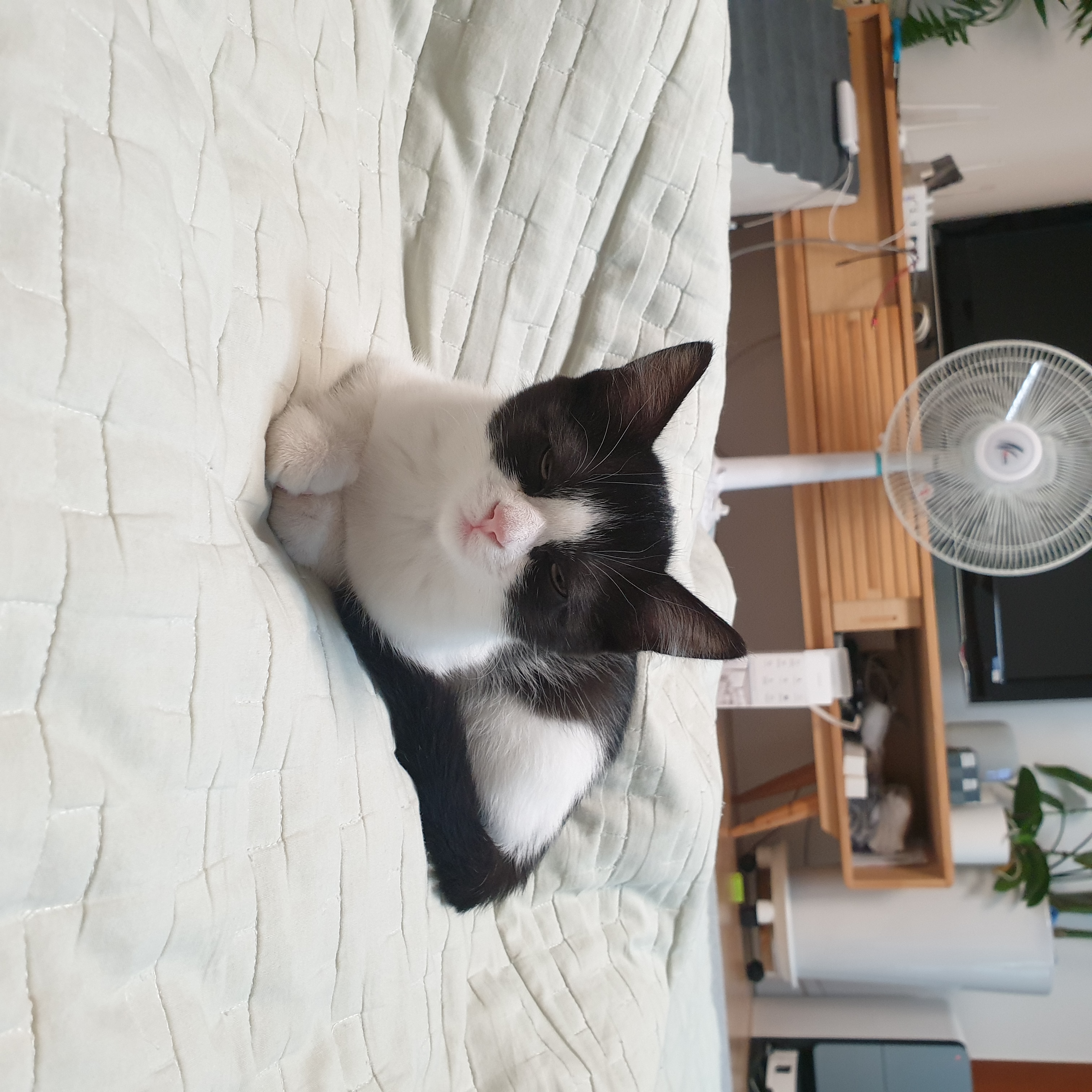 요~다~* 한 달 되었어요. (초록이)