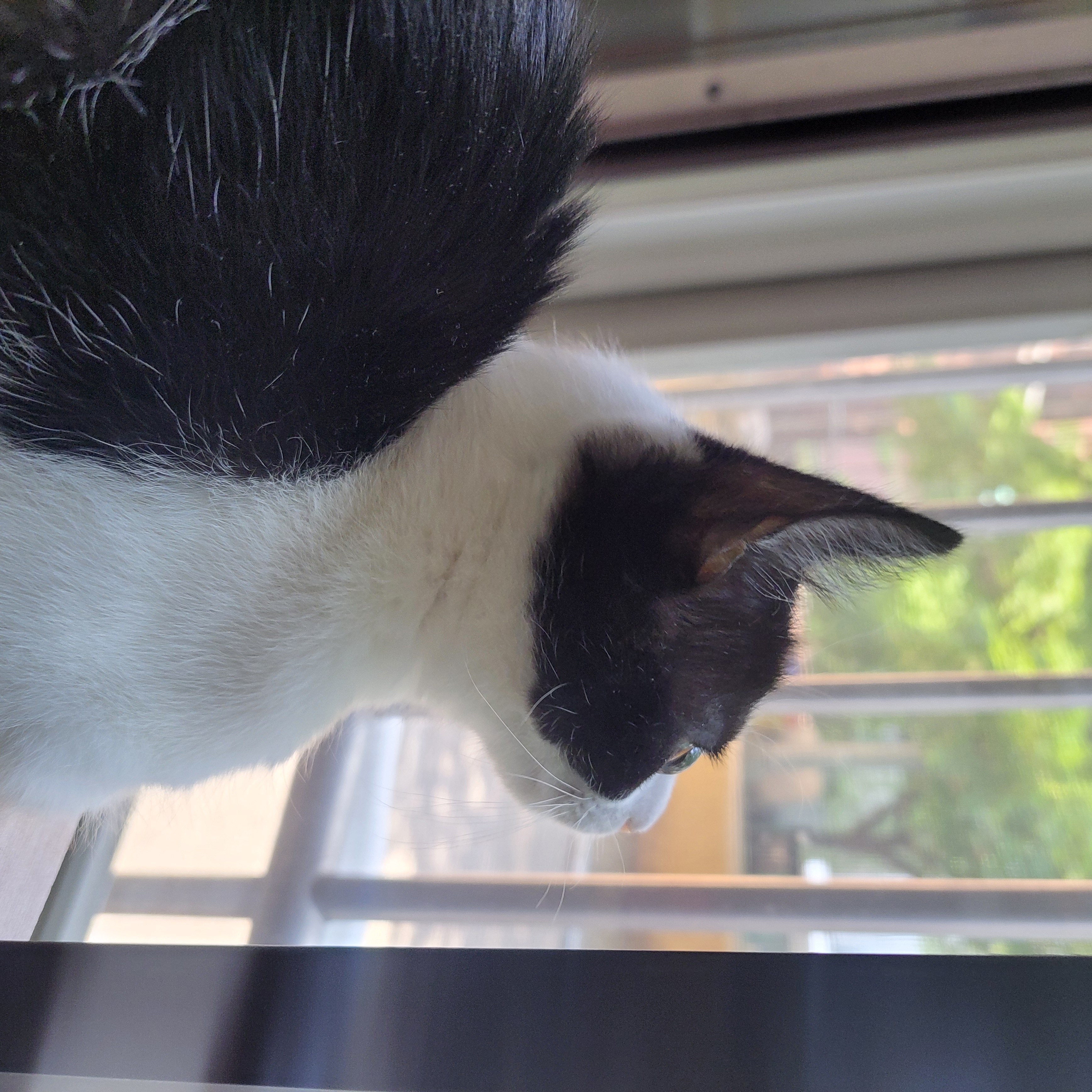 요~다~* 한 달 되었어요. (초록이)