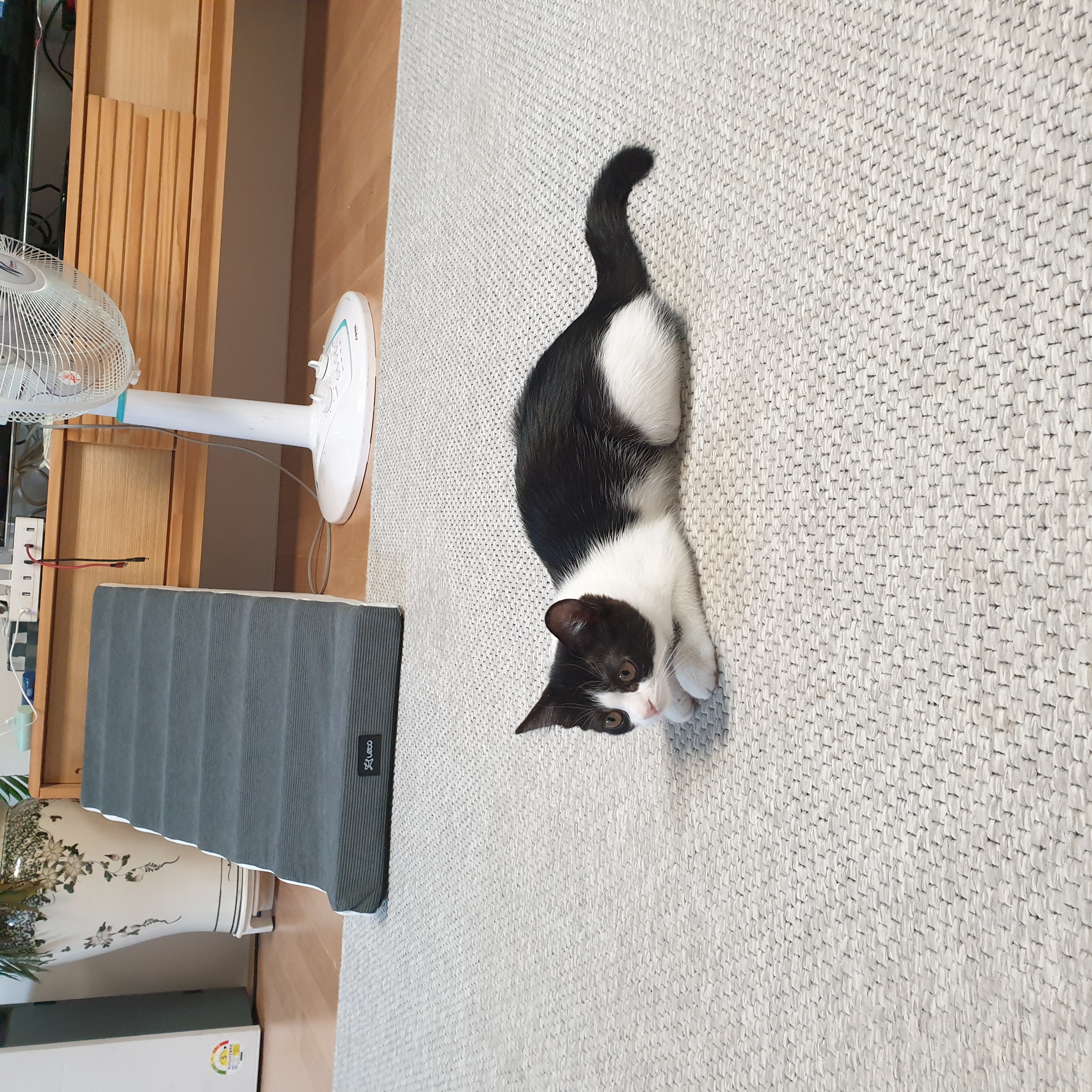 요~다~* 한 달 되었어요. (초록이)