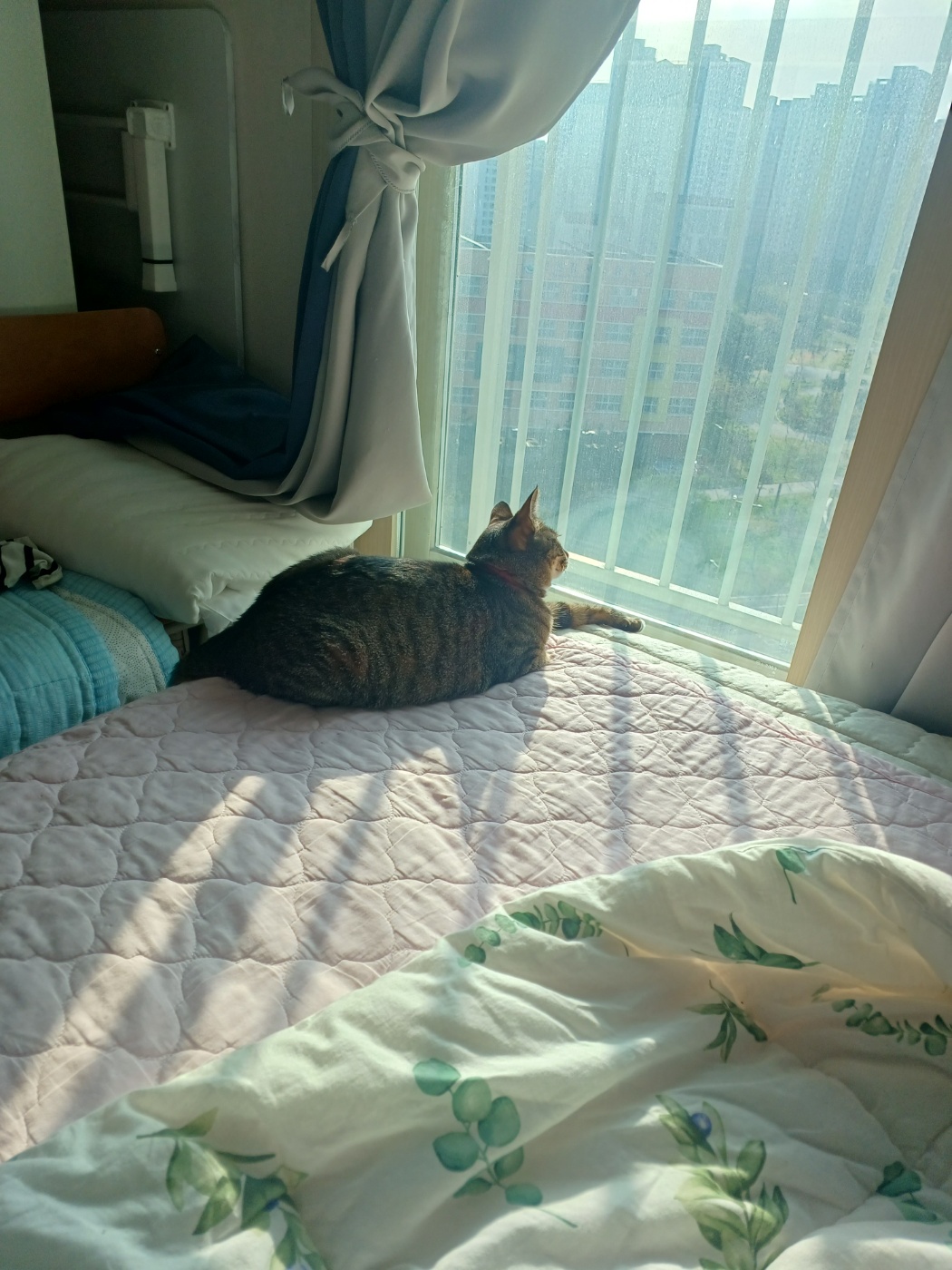 구 승희 현 길동 고양이 잘지내고 있어요