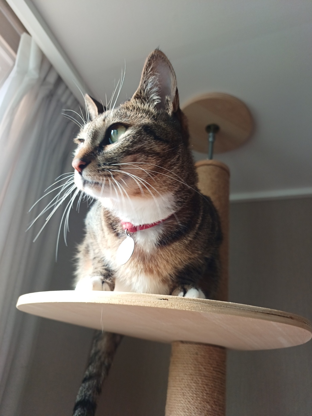 구 승희 현 길동 고양이 잘지내고 있어요