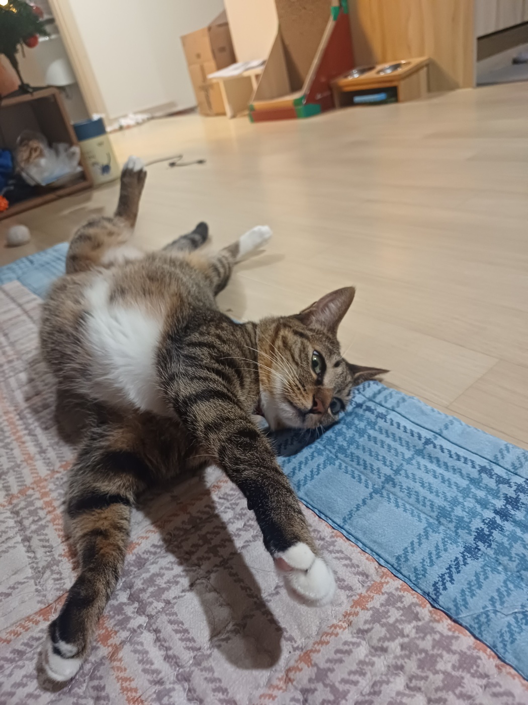 구 승희 현 길동 고양이 잘지내고 있어요