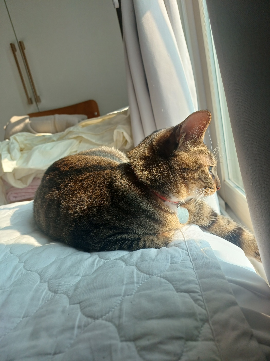 구 승희 현 길동 고양이 잘지내고 있어요