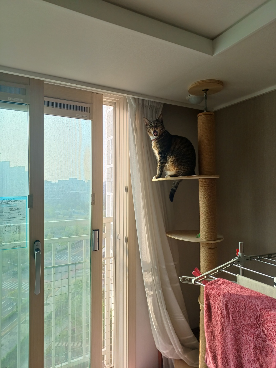 구 승희 현 길동 고양이 잘지내고 있어요