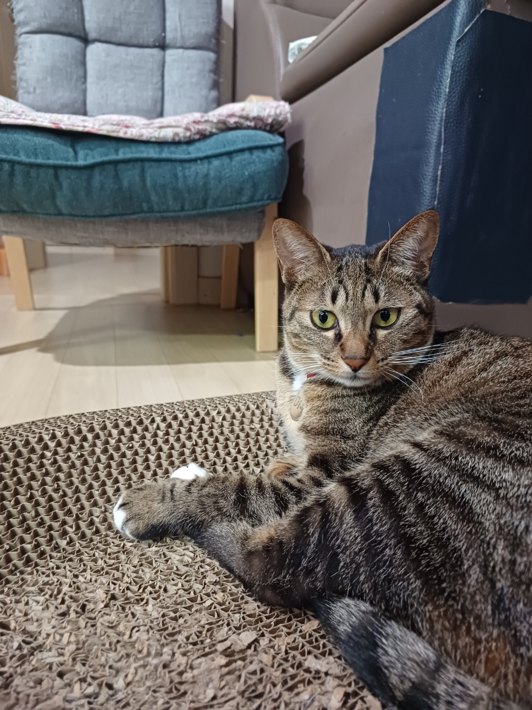 구 승희 현 길동 고양이 잘지내고 있어요