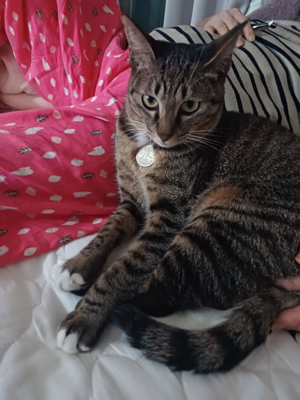 구 승희 현 길동 고양이 잘지내고 있어요