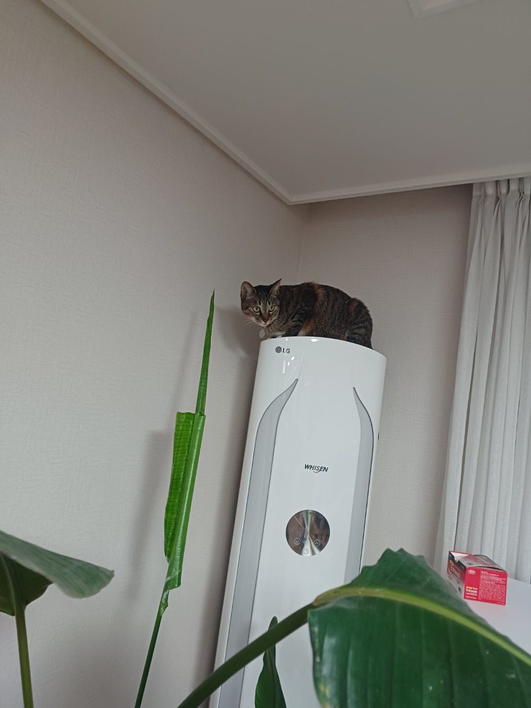 구 승희 현 길동 고양이 잘지내고 있어요