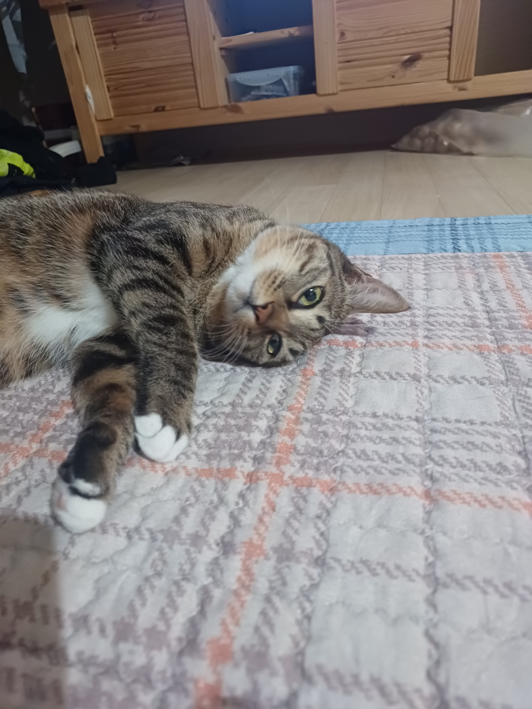 구 승희 현 길동 고양이 잘지내고 있어요