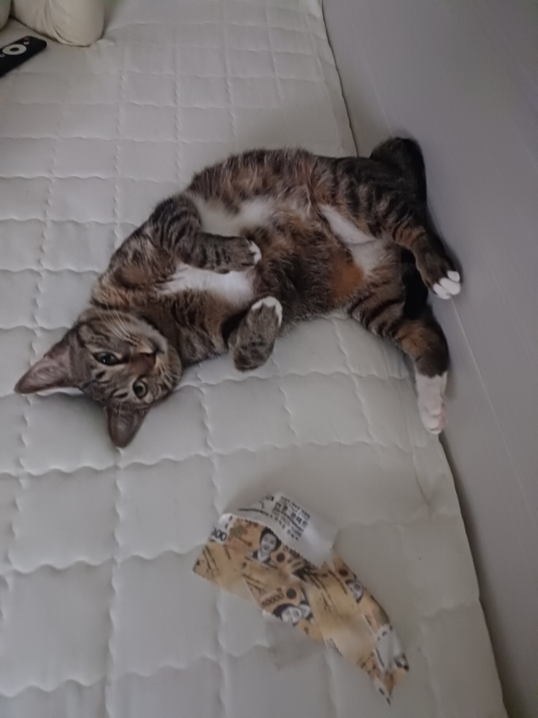 구 승희 현 길동 고양이 잘지내고 있어요