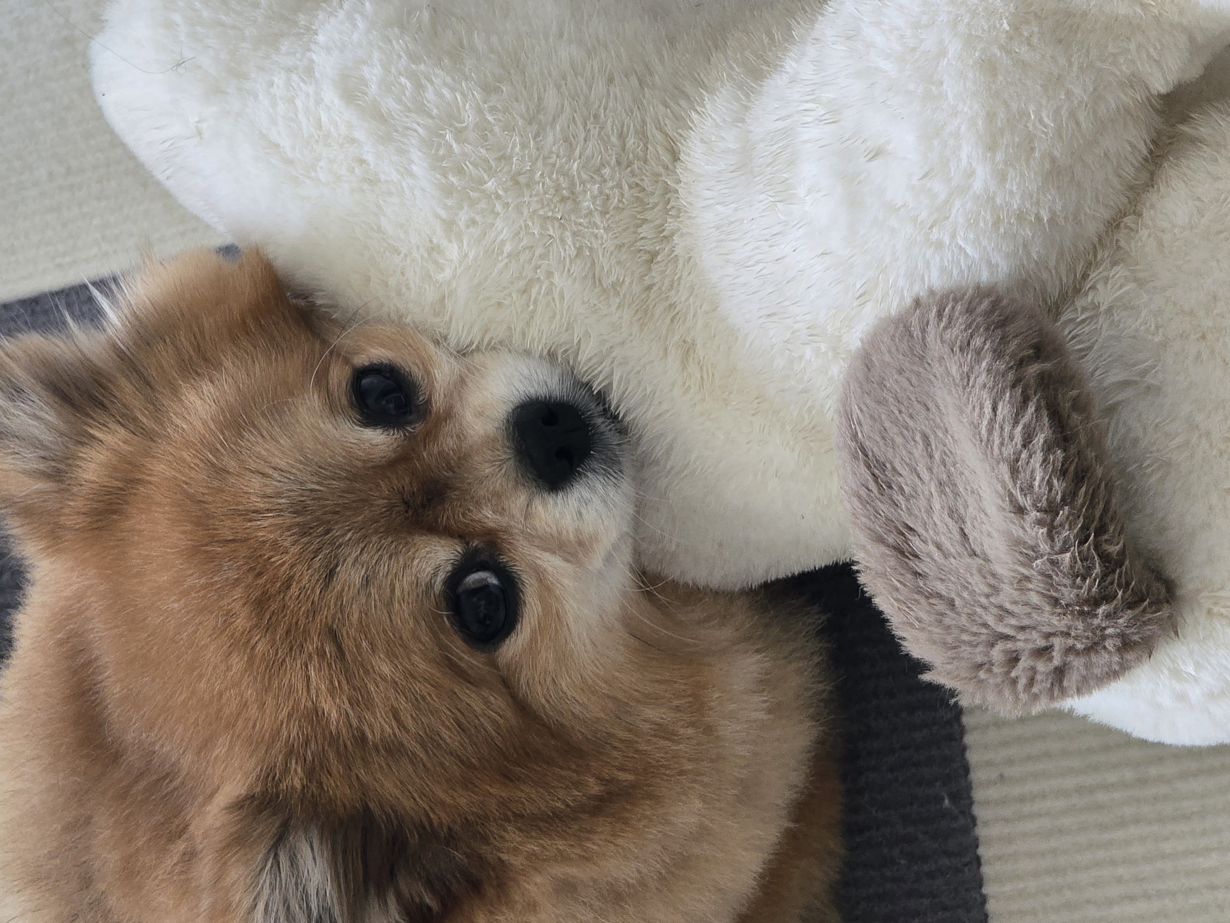 쿠키(구 뽀미) 입양 1주년 후기