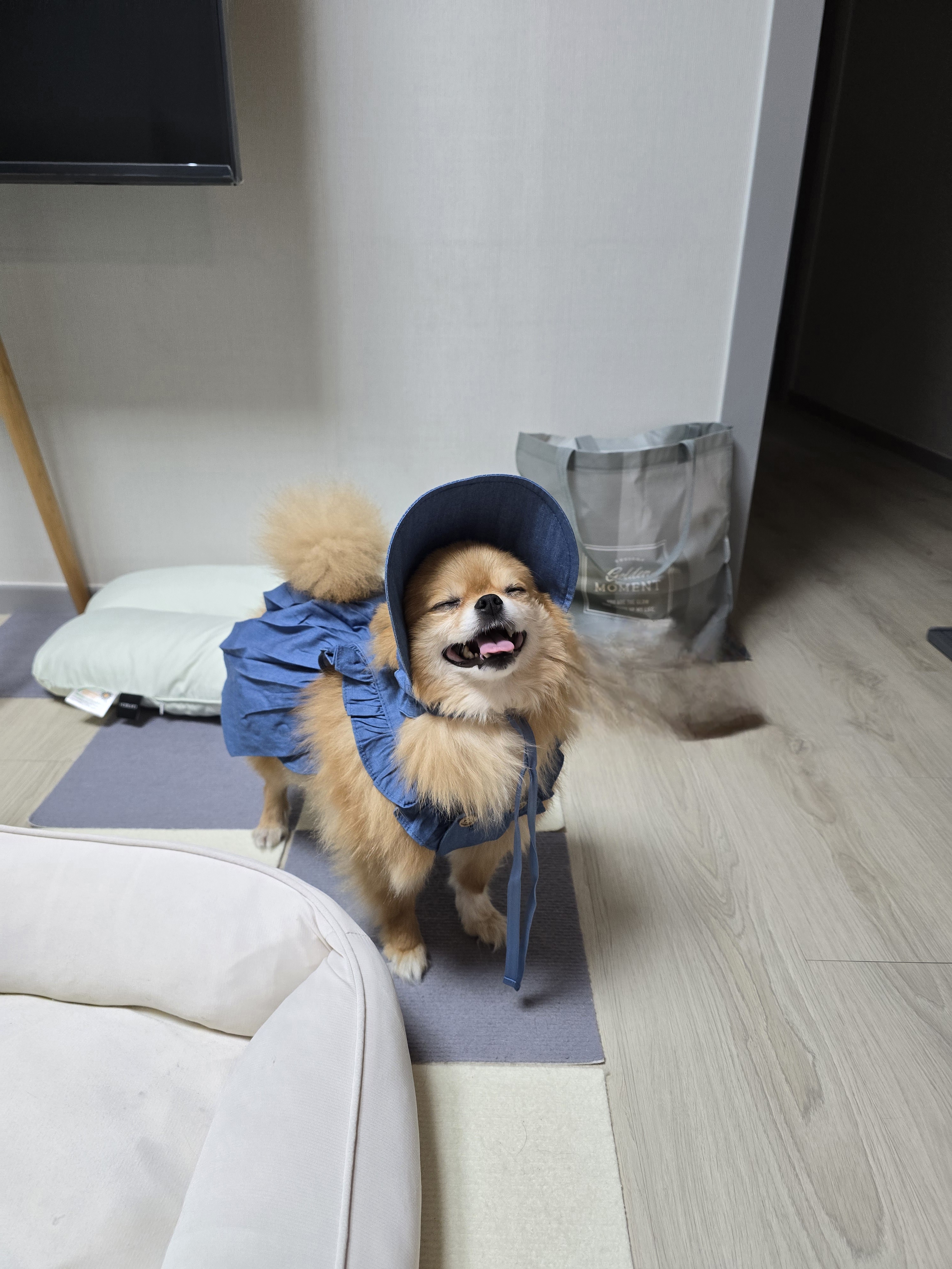 쿠키(구 뽀미) 입양 1주년 후기