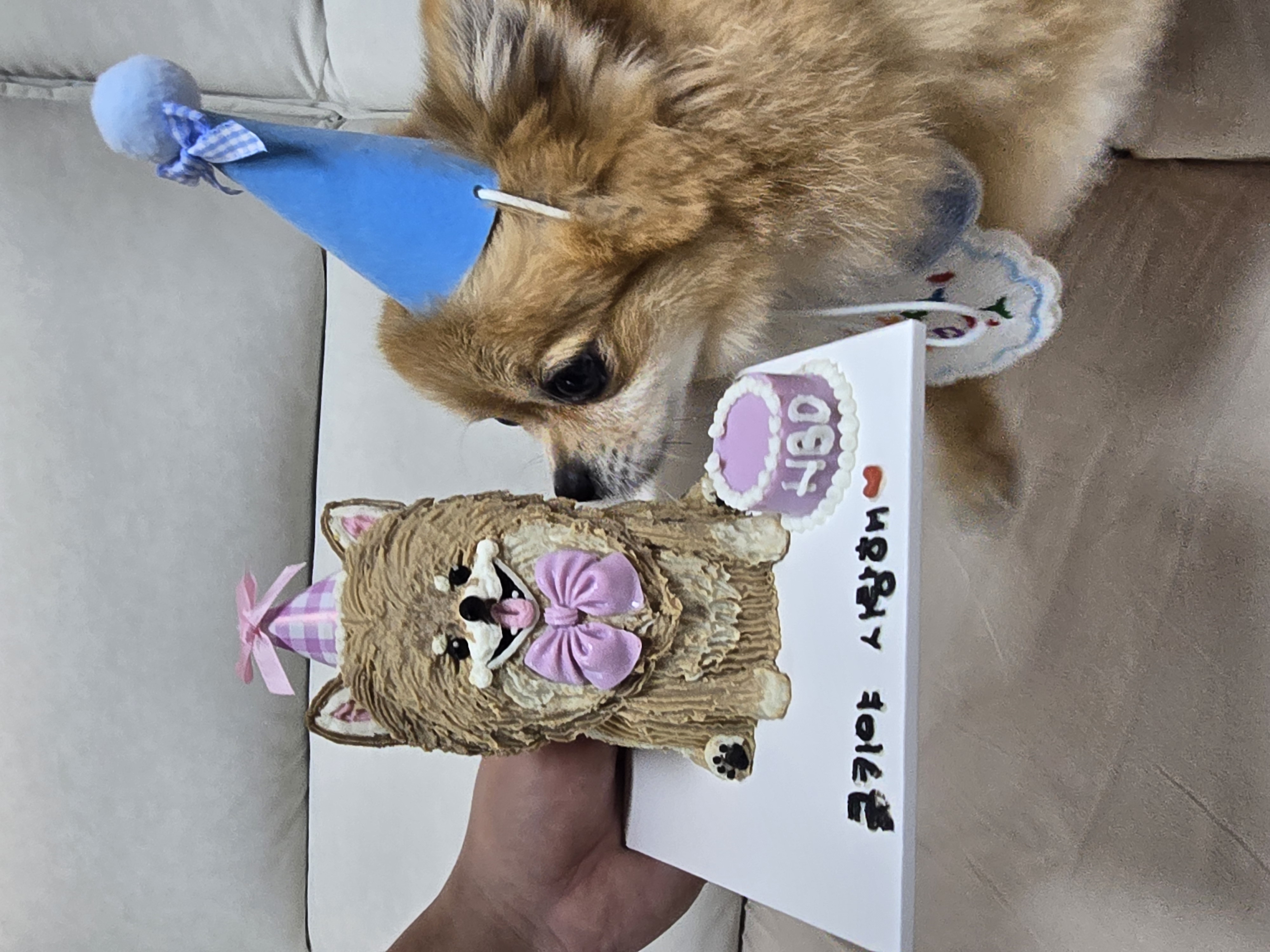 쿠키(구 뽀미) 입양 1주년 후기