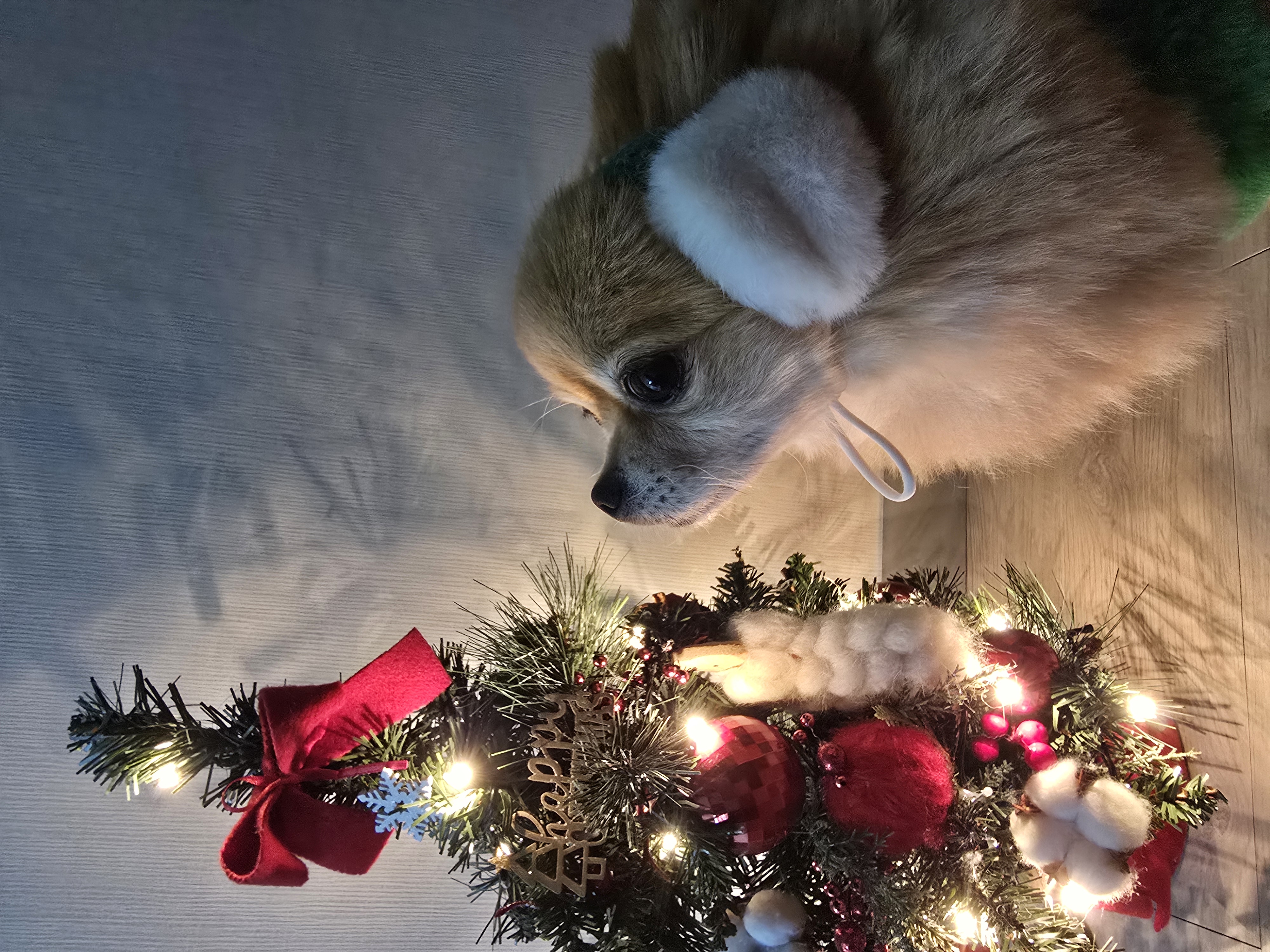 쿠키(구 뽀미) 입양 1주년 후기